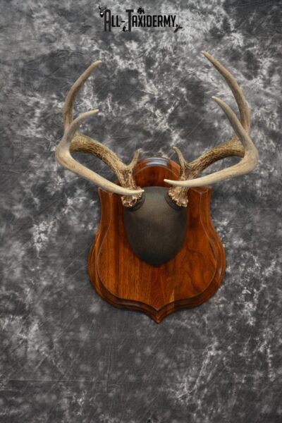 Whitetail Deer Antler plaque Taxidermy mount for Sale SKU 1040