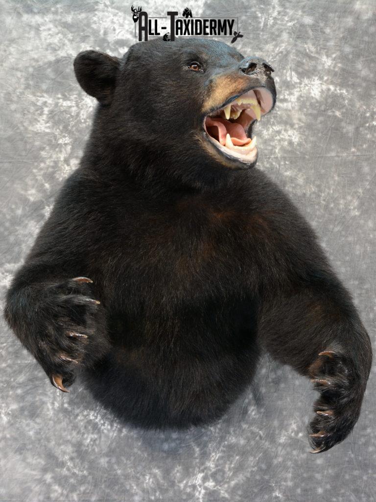 taxidermied bear