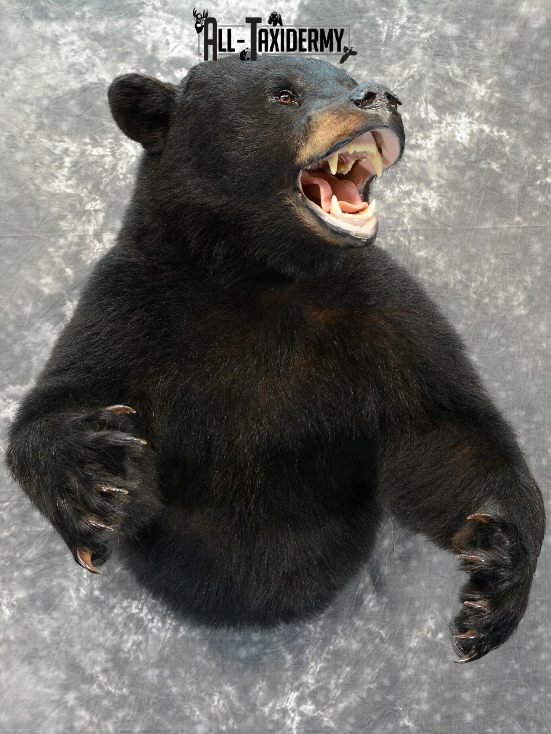 Black Bear Taxidermy mount for Sale SKU 1044