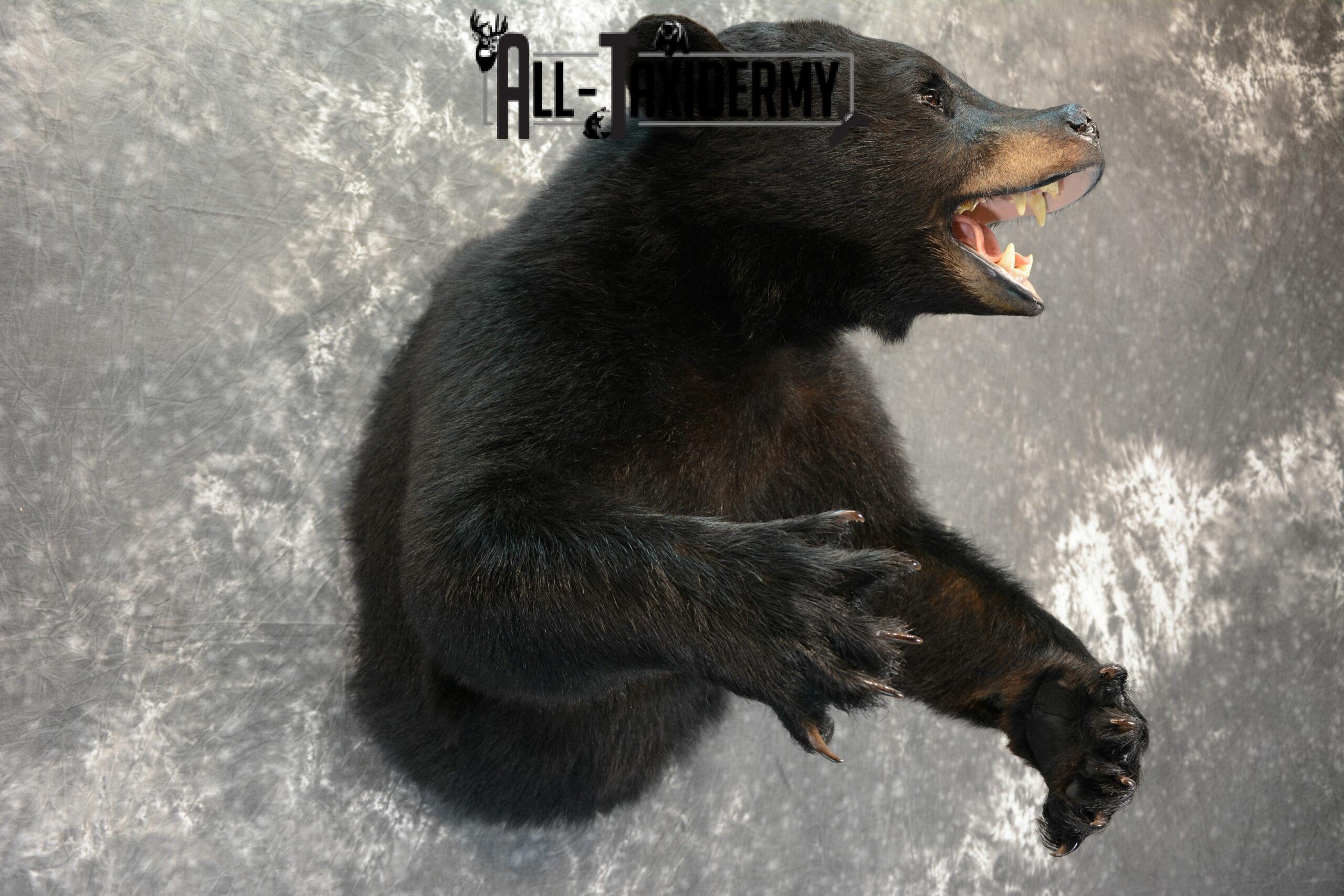 Black Bear Taxidermy mount for Sale SKU 1044 - Image 5