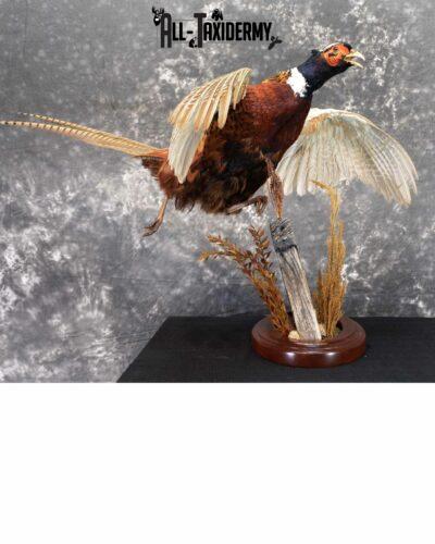 Ring-Necked Pheasant Taxidermy for Sale SKU 1046