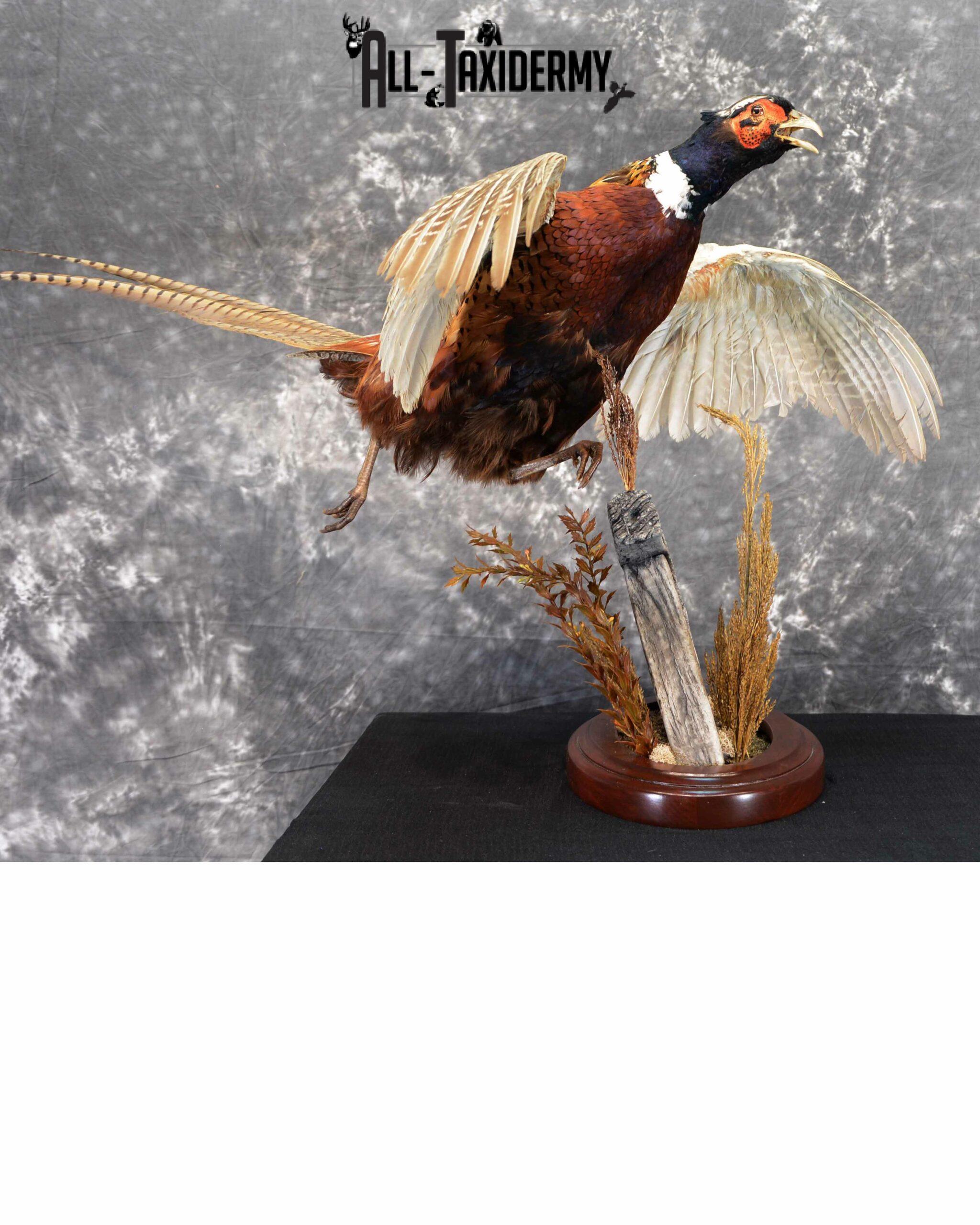 Ring-Necked Pheasant Taxidermy for Sale SKU 1046