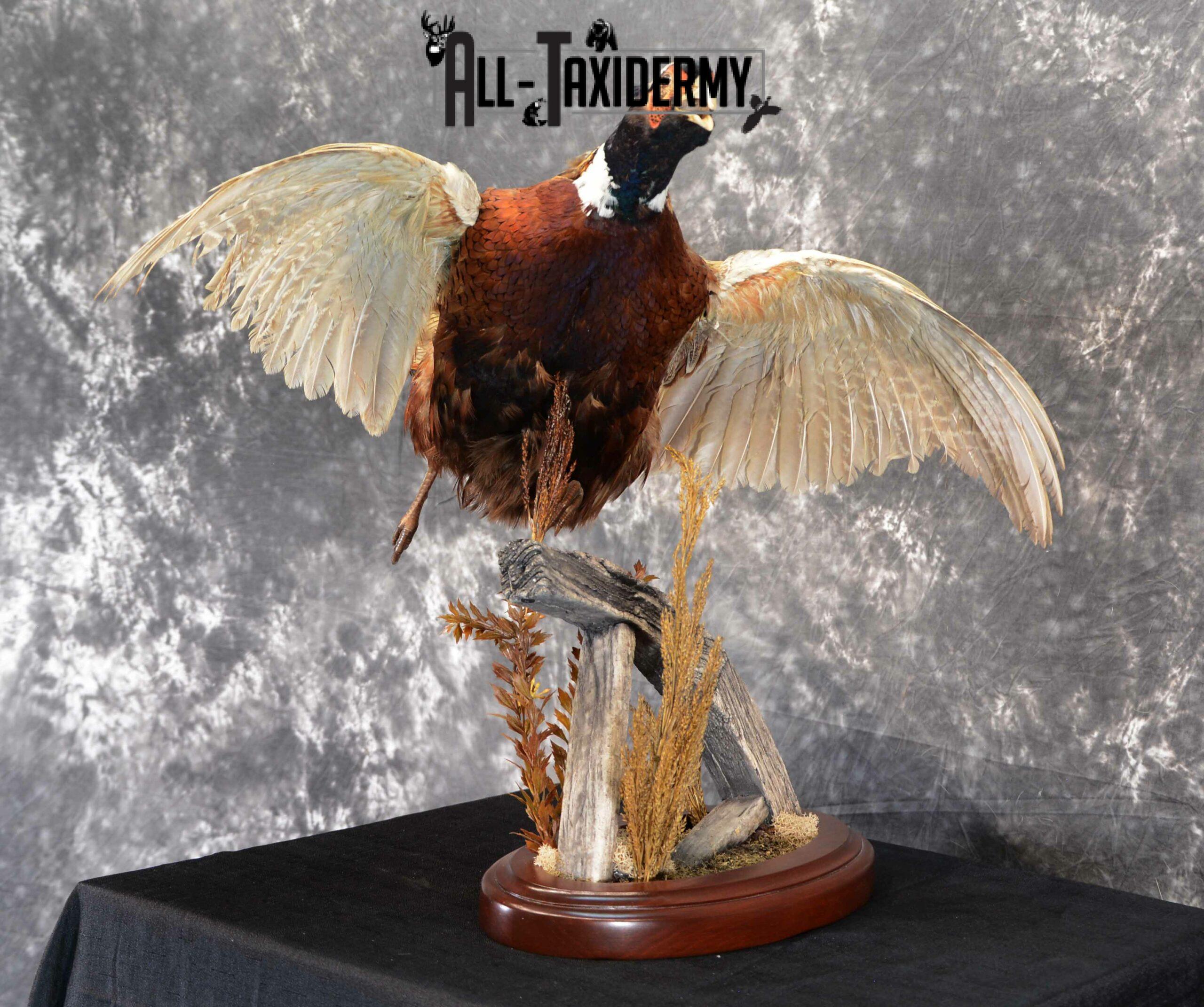 Ring-Necked Pheasant Taxidermy for Sale SKU 1046 - Image 2