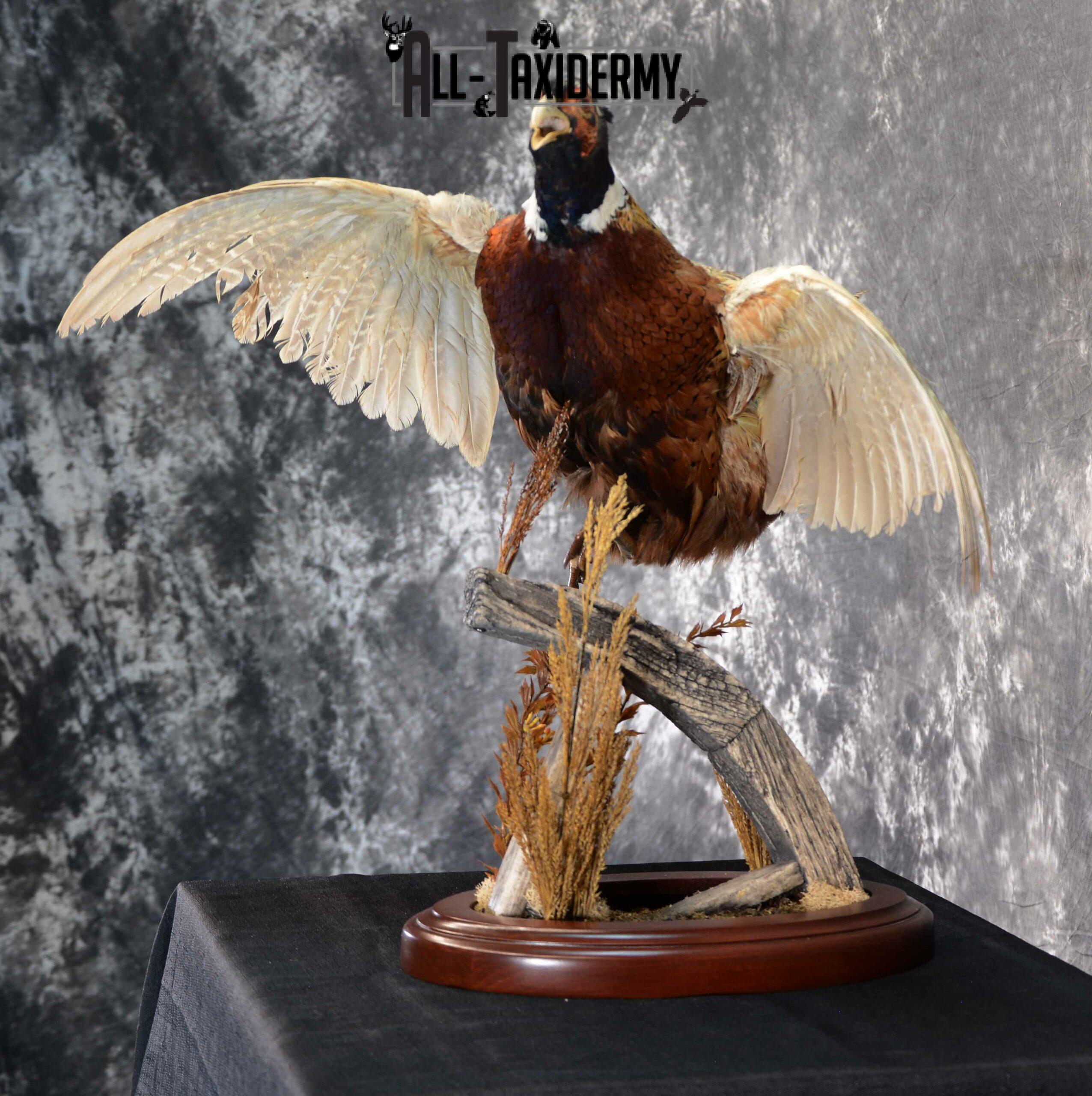 Ring-Necked Pheasant Taxidermy for Sale SKU 1046 - Image 3