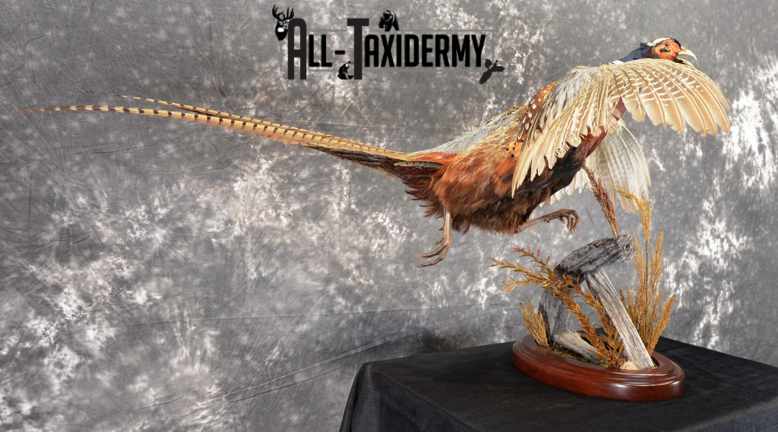 Ring-Necked Pheasant Taxidermy for Sale SKU 1046 - Image 4