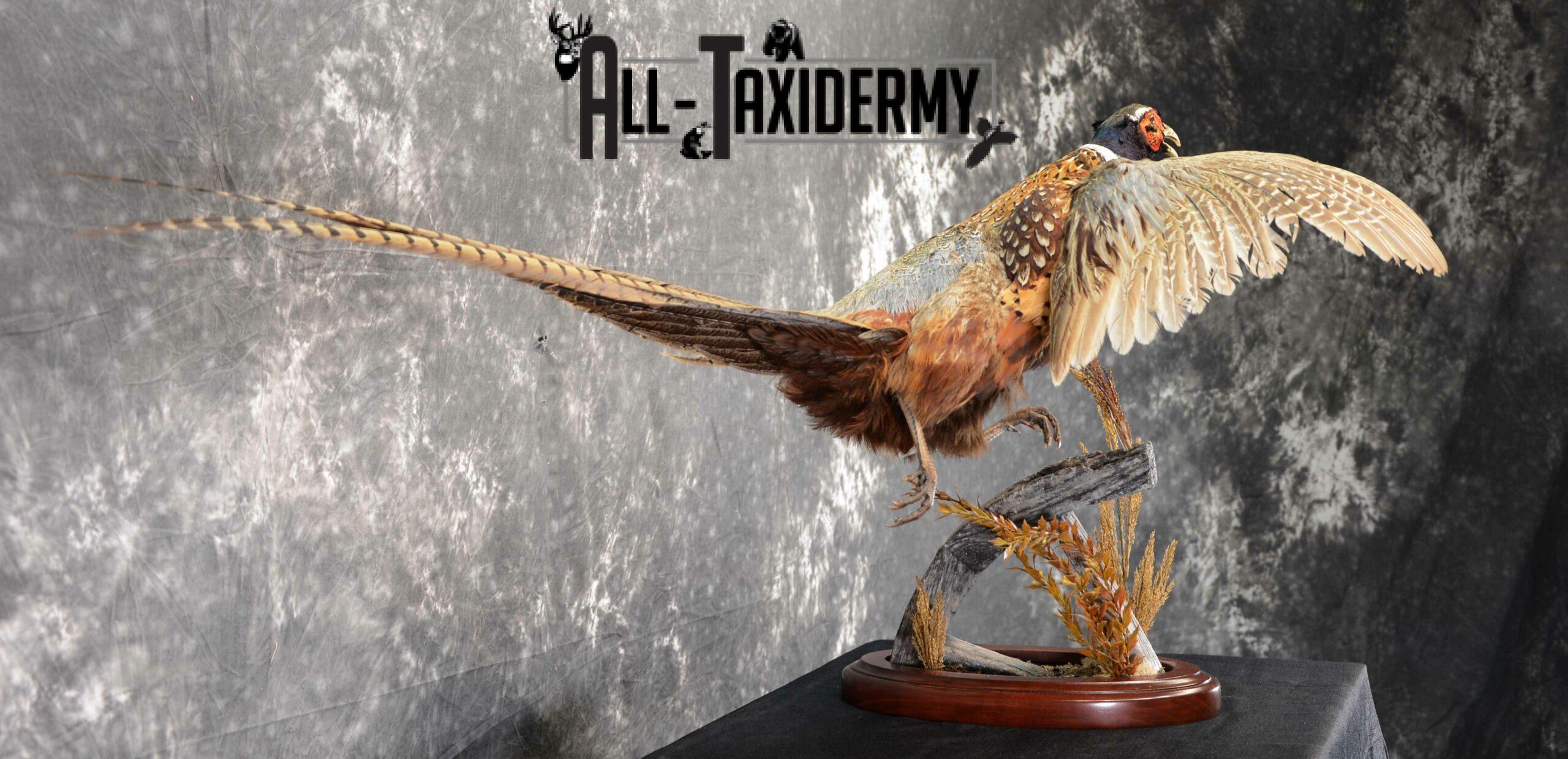 Ring-Necked Pheasant Taxidermy for Sale SKU 1046 - Image 5