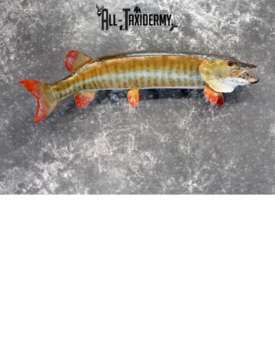 Musky Taxidermy mount for Sale SKU 1049