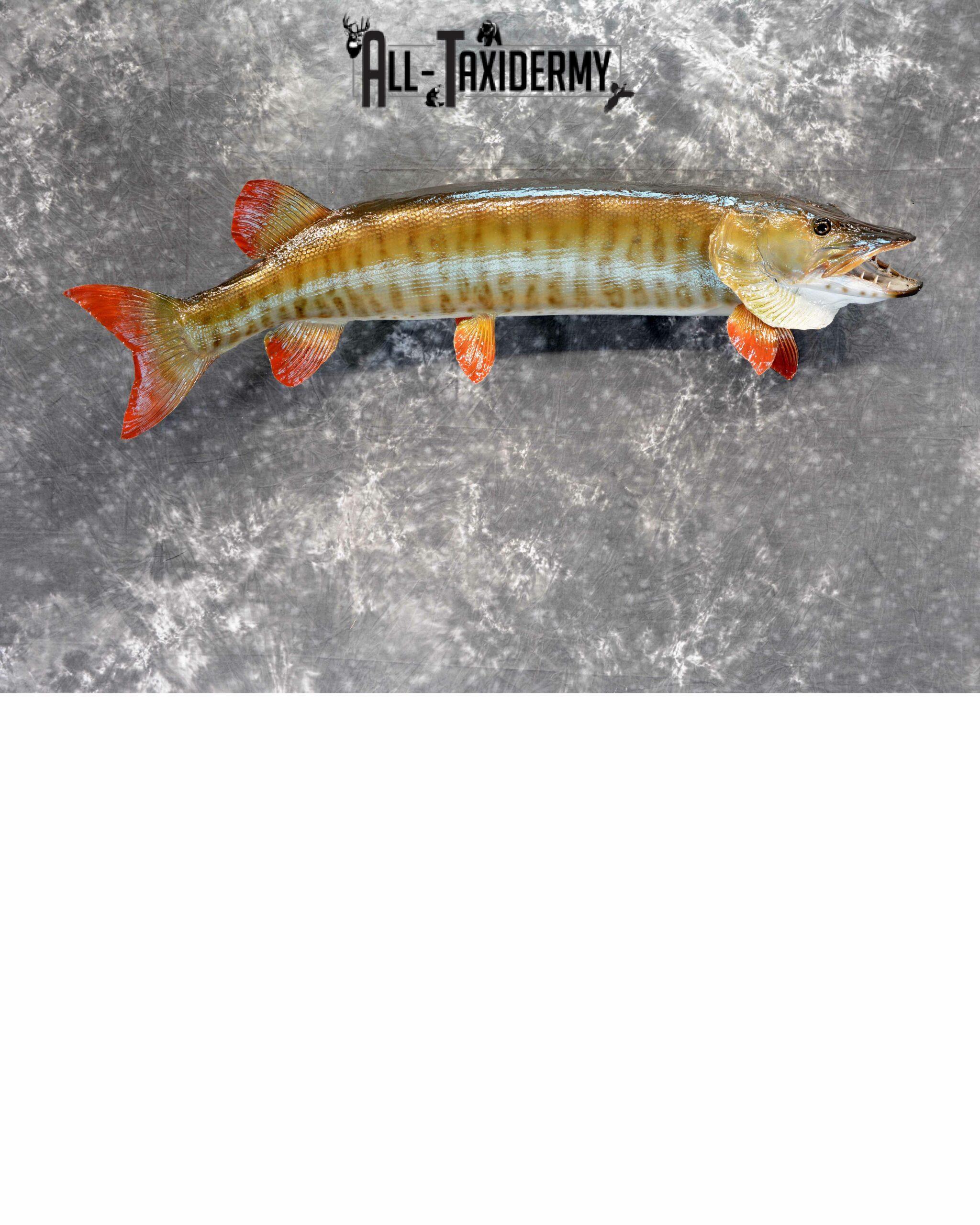 Musky Taxidermy mount for Sale SKU 1049