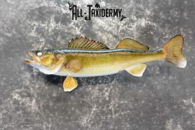 Walleye Skin Taxidermy Mount for Sale SKU 1050