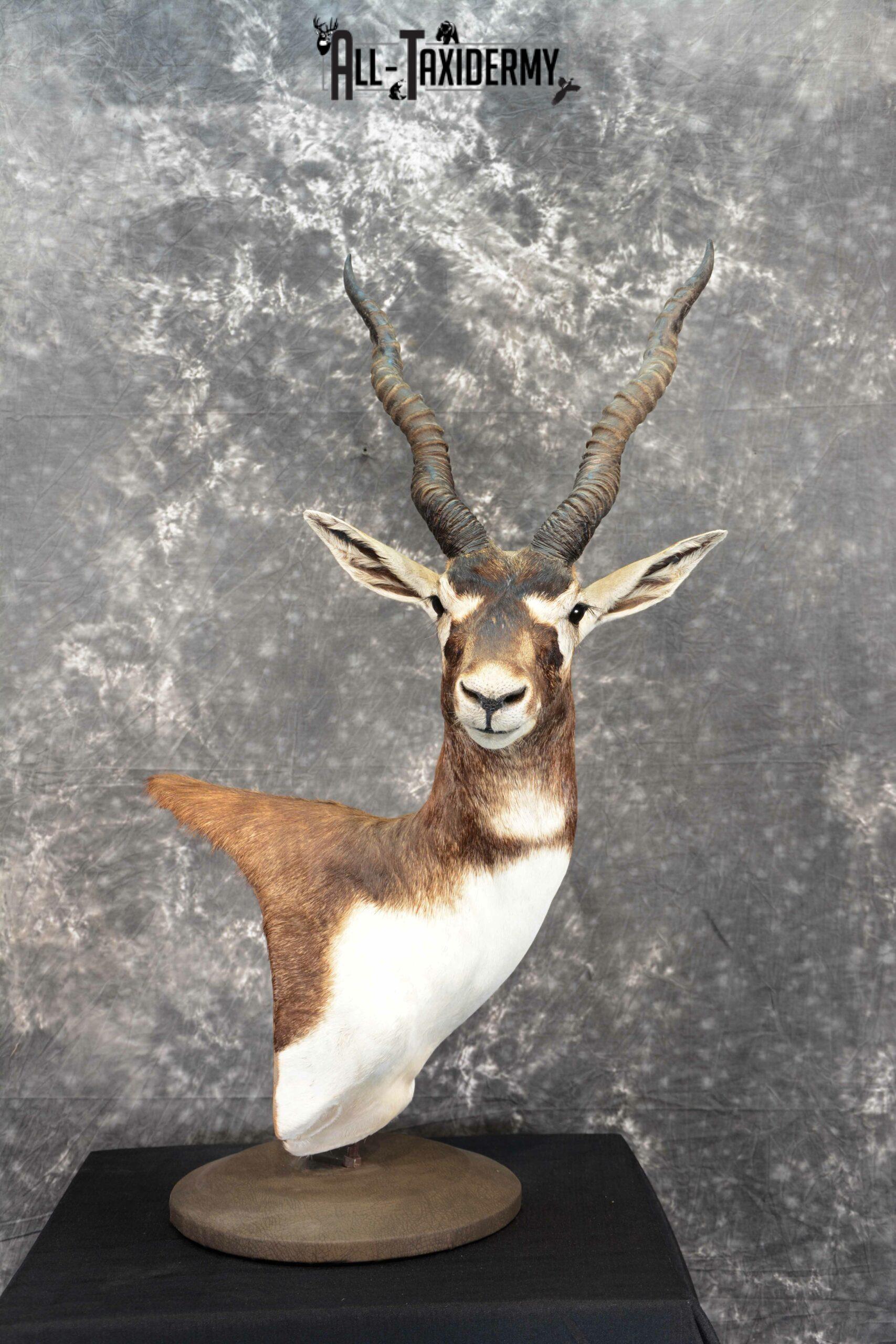 Blackbuck Taxidermy pedestal for sale SKU 1052