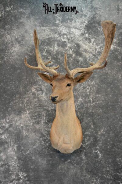 Fallow Deer in Velvet Taxidermy mount for Sale SKU 1054