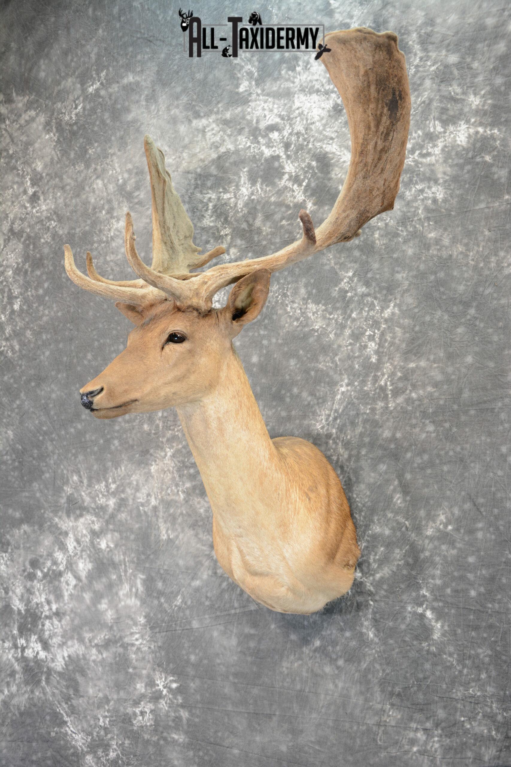 Fallow Deer in Velvet Taxidermy mount for Sale SKU 1054 - Image 2