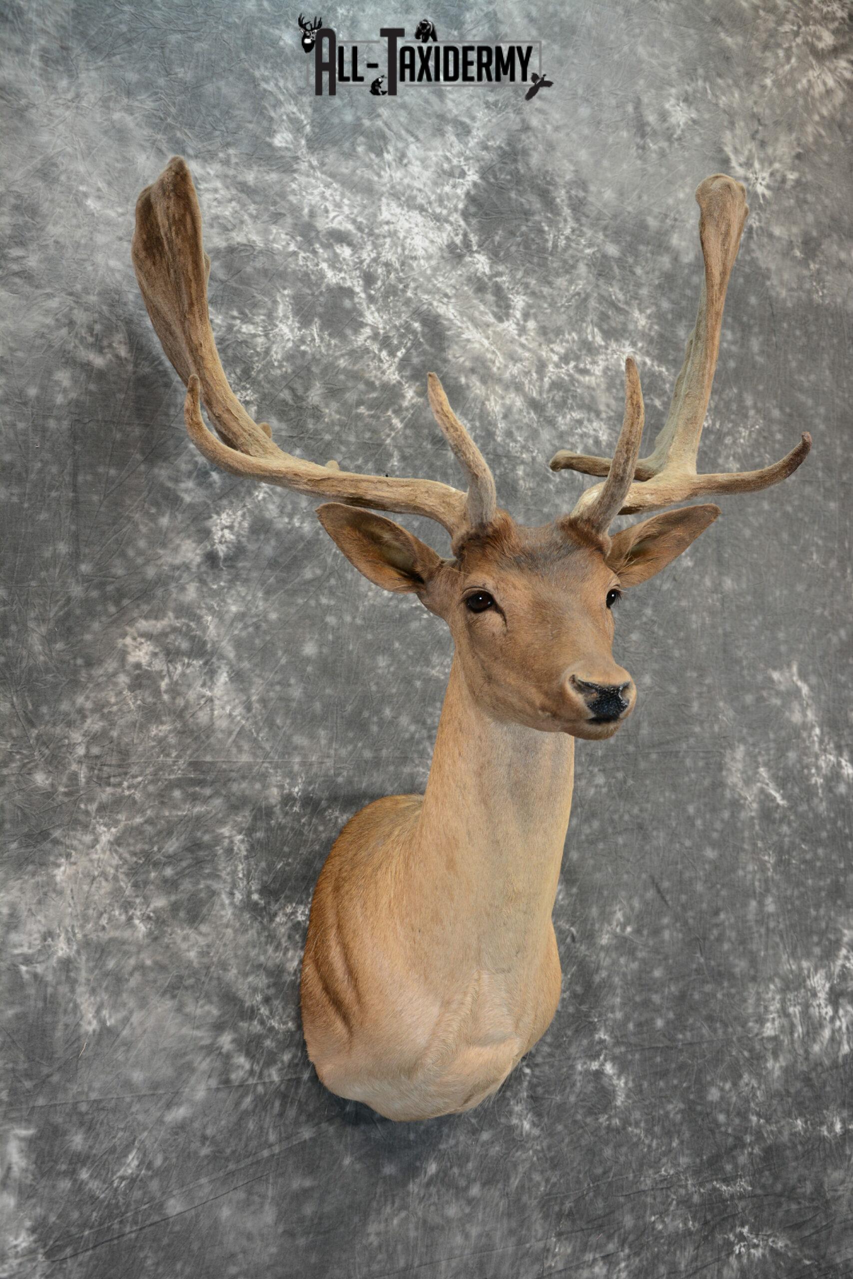 Fallow Deer in Velvet Taxidermy mount for Sale SKU 1054 - Image 4