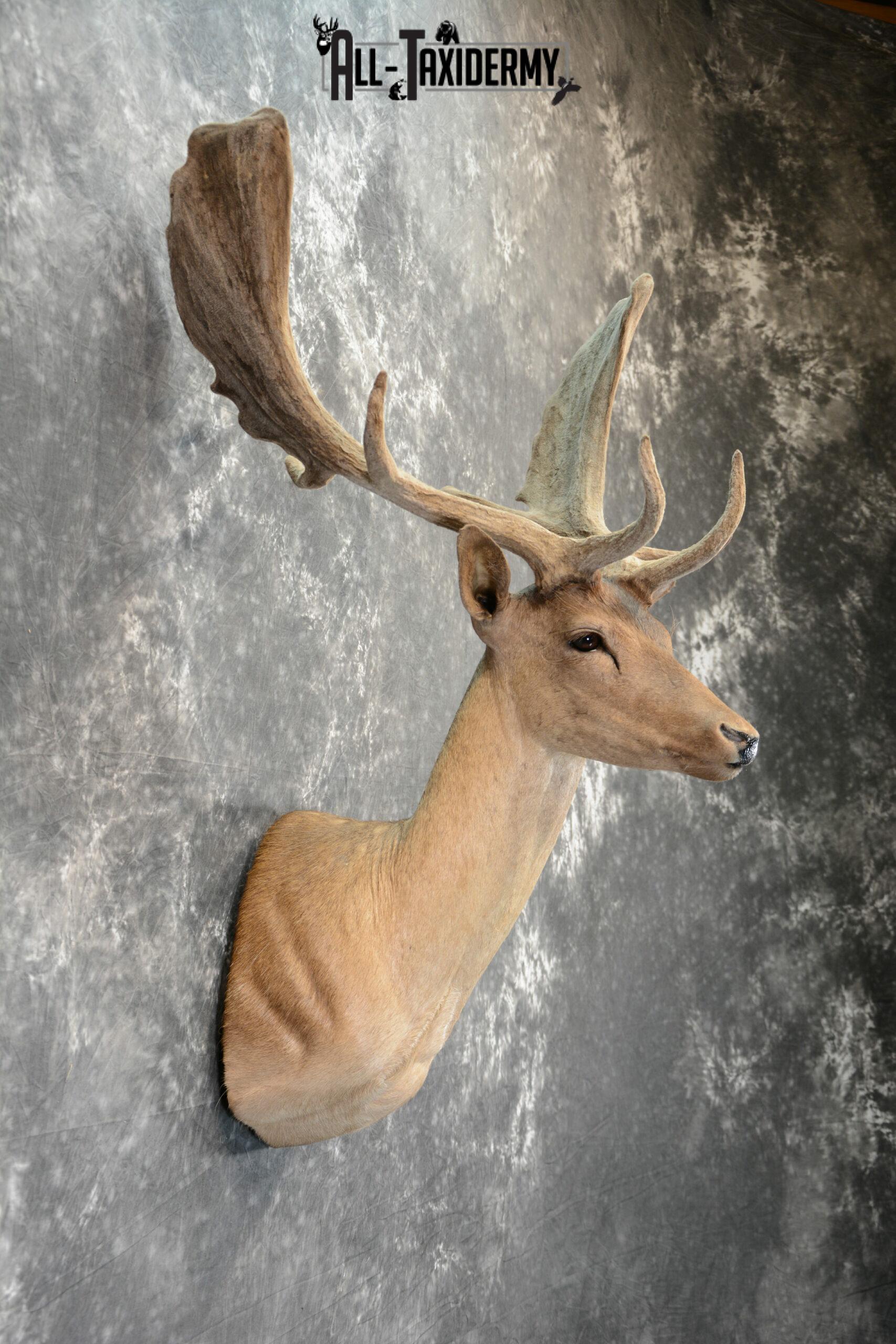 Fallow Deer in Velvet Taxidermy mount for Sale SKU 1054 - Image 5