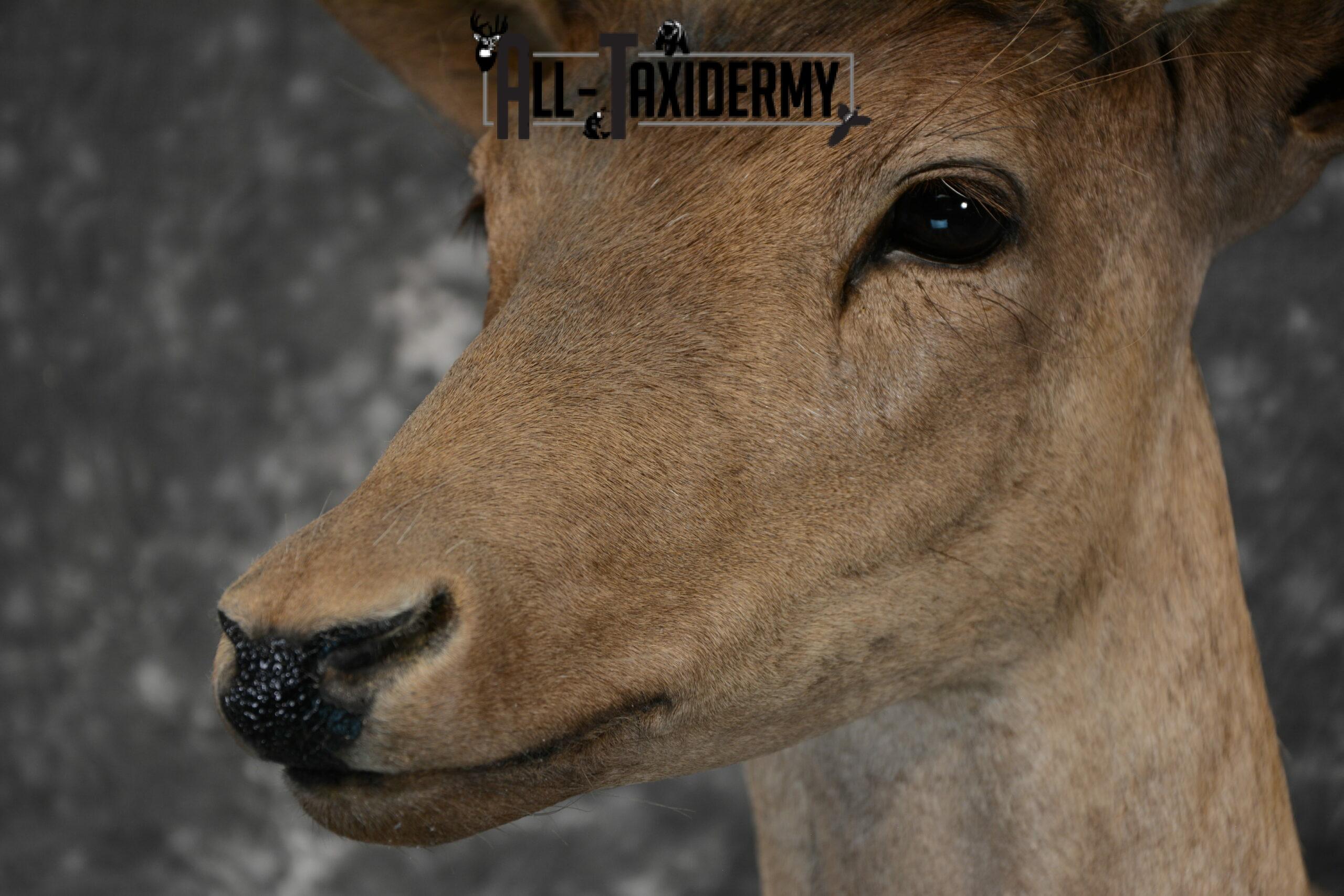 Fallow Deer in Velvet Taxidermy mount for Sale SKU 1054 - Image 6