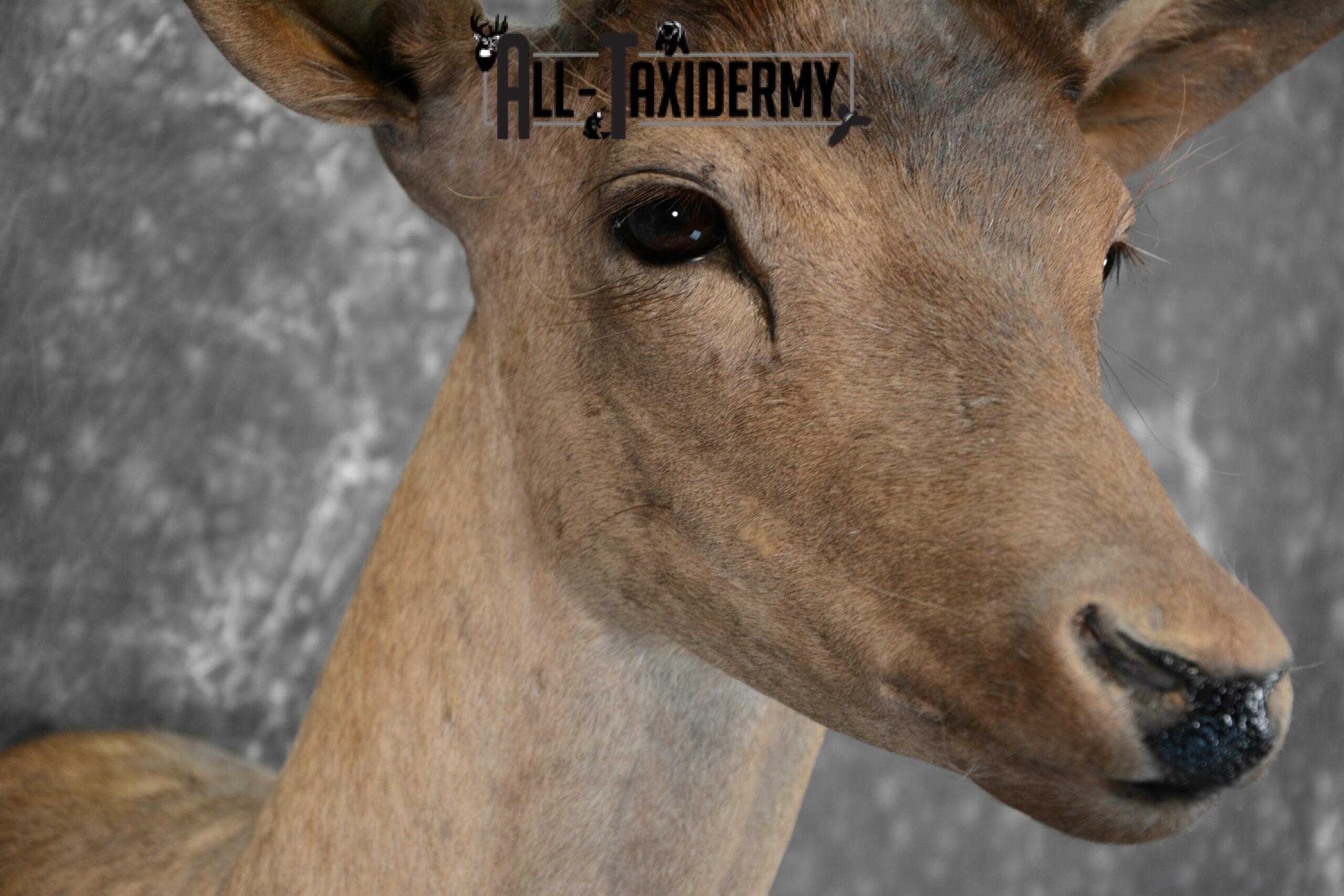 Fallow Deer in Velvet Taxidermy mount for Sale SKU 1054 - Image 7