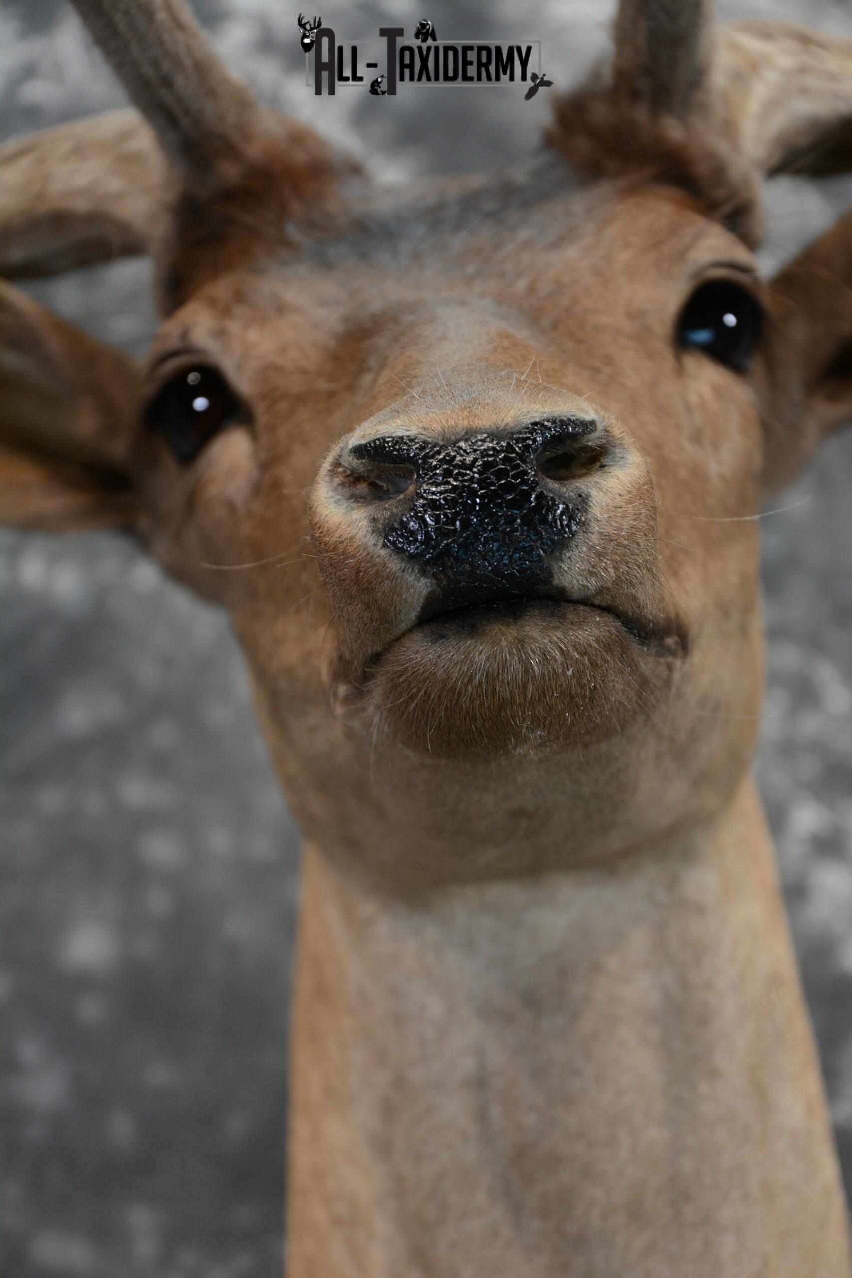 Fallow Deer in Velvet Taxidermy mount for Sale SKU 1054 - Image 8