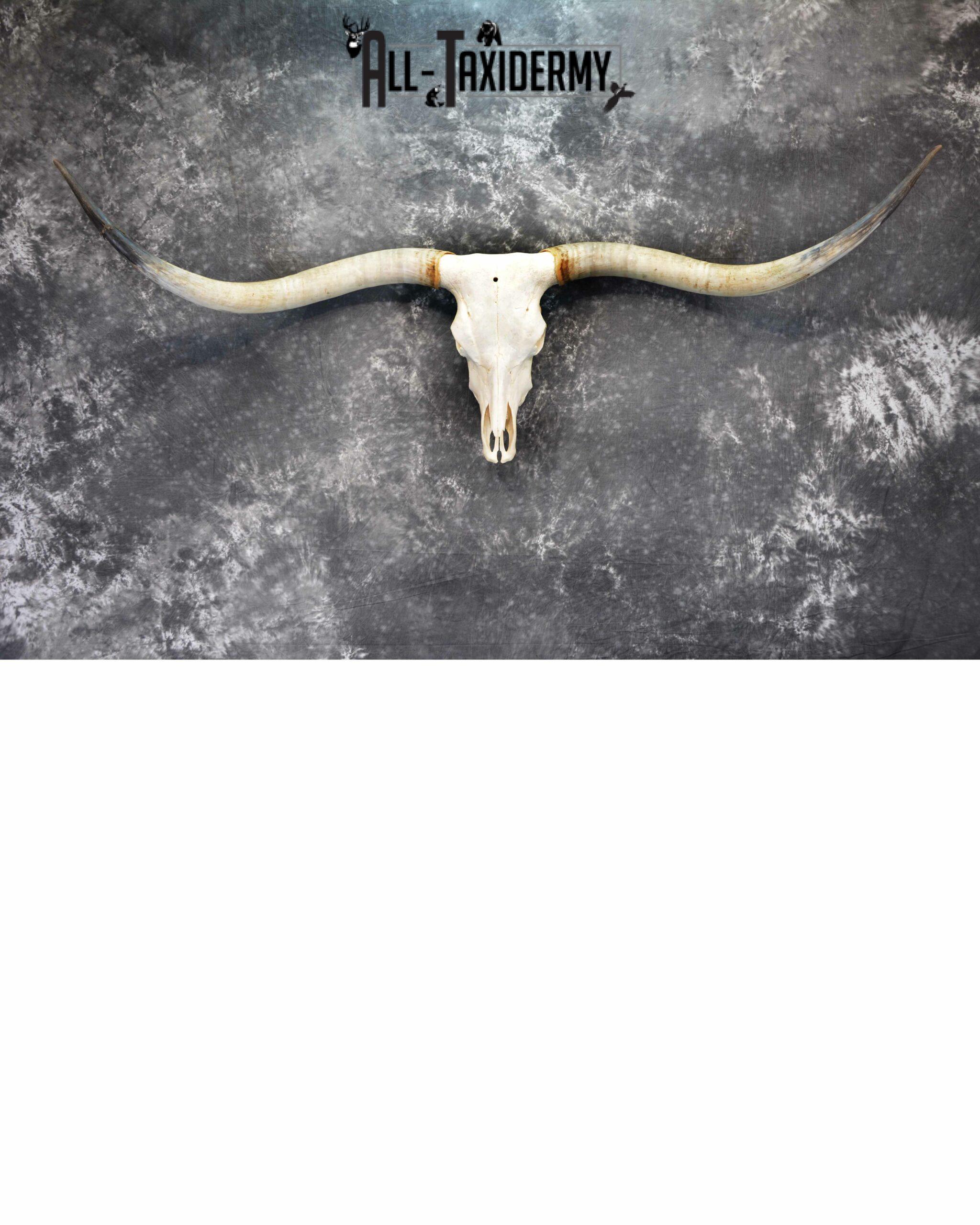 Texas longhorn taxidermy skull for sale SKU 1055