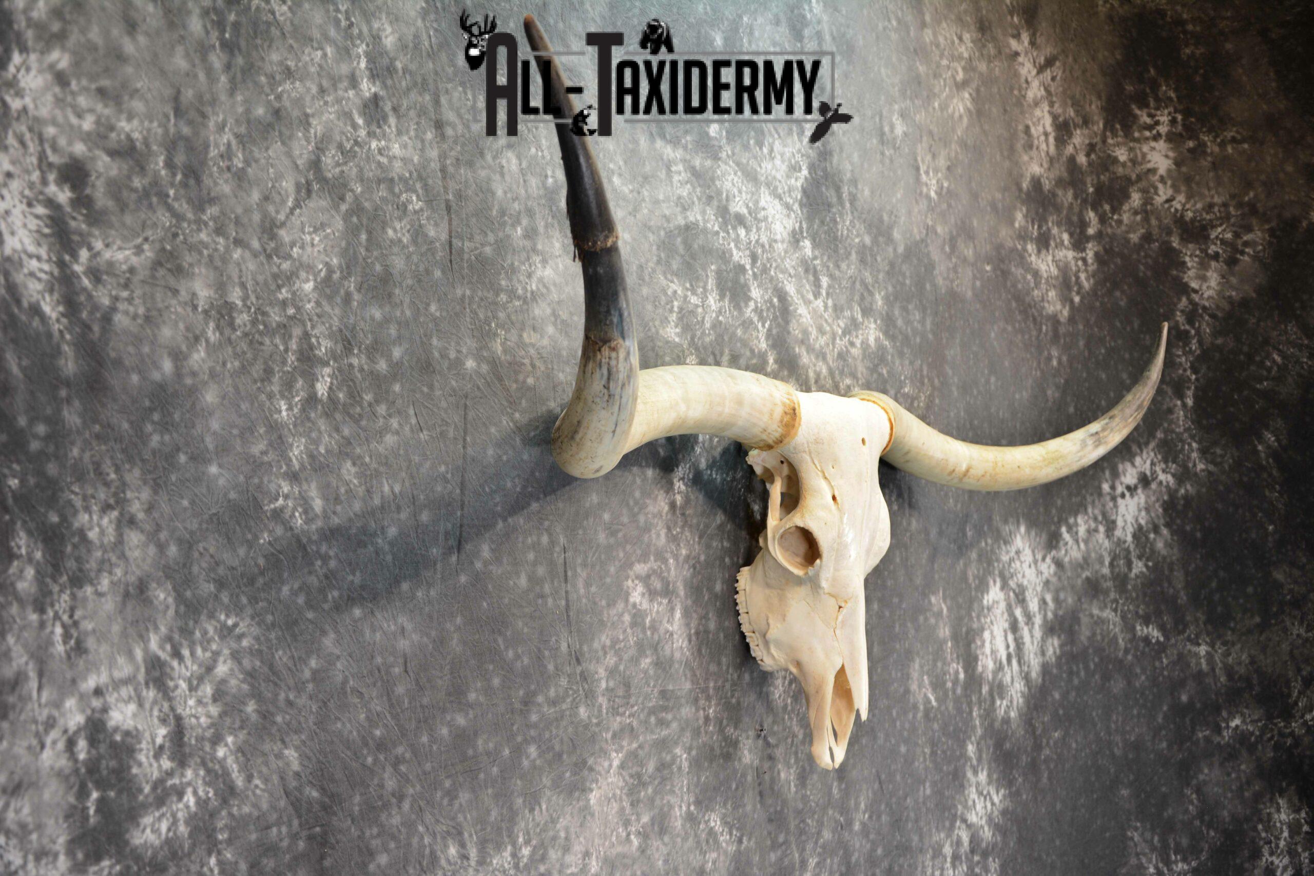 Texas longhorn taxidermy skull for sale SKU 1055 - Image 2