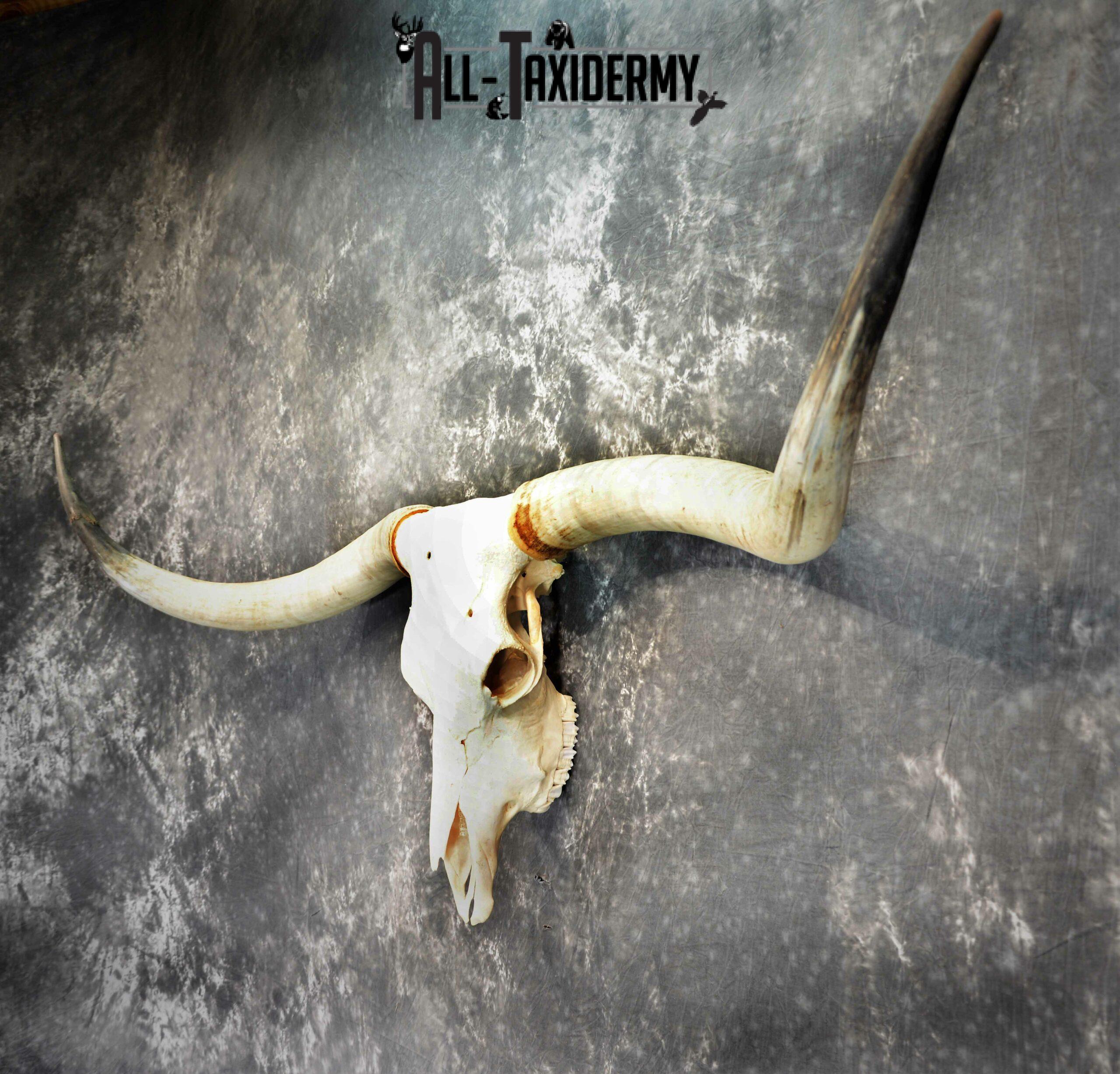 Texas longhorn taxidermy skull for sale SKU 1055 - Image 3