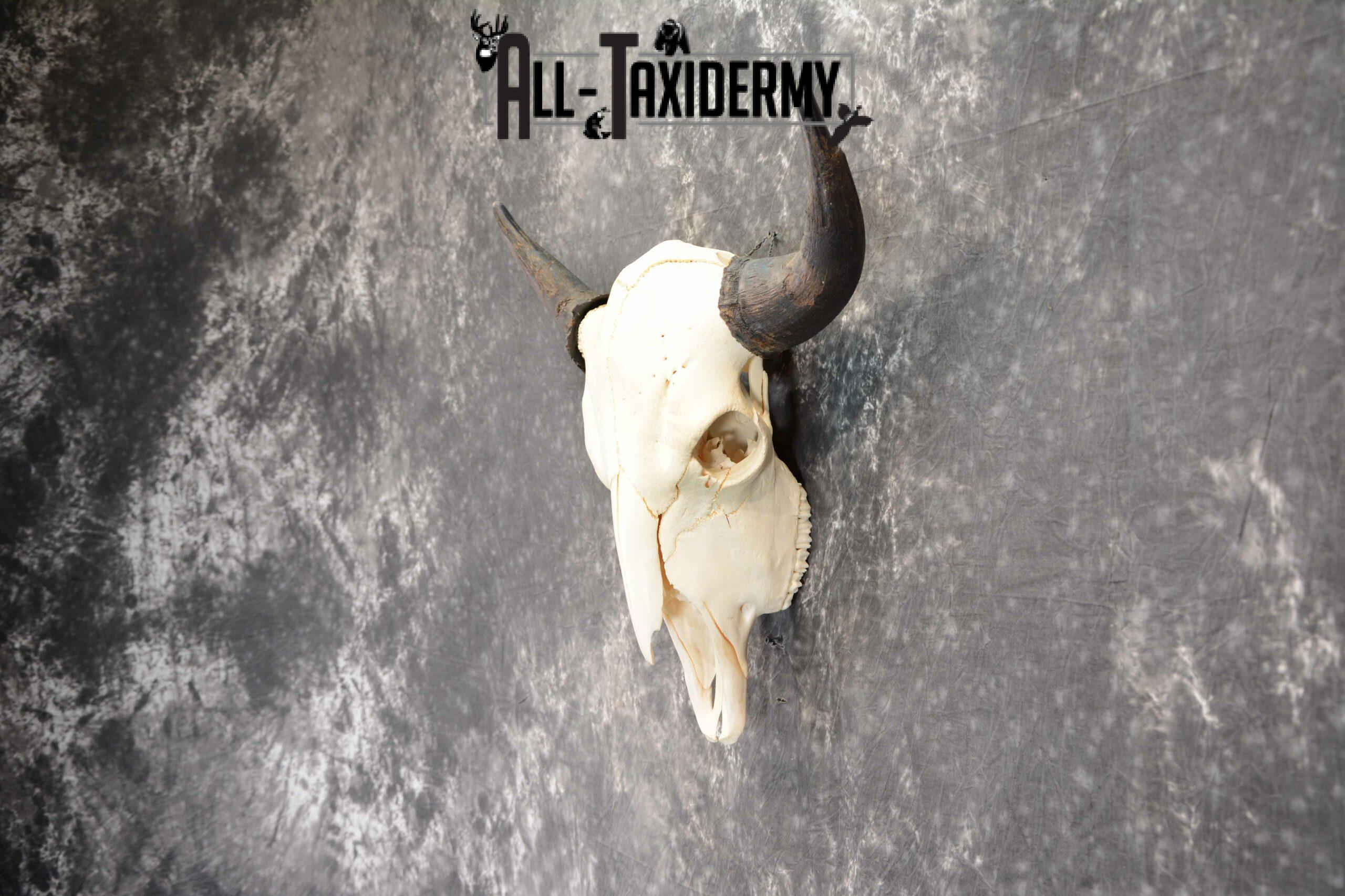 Bison Taxidermy skull with horns for sale SKU 1056 - Image 2