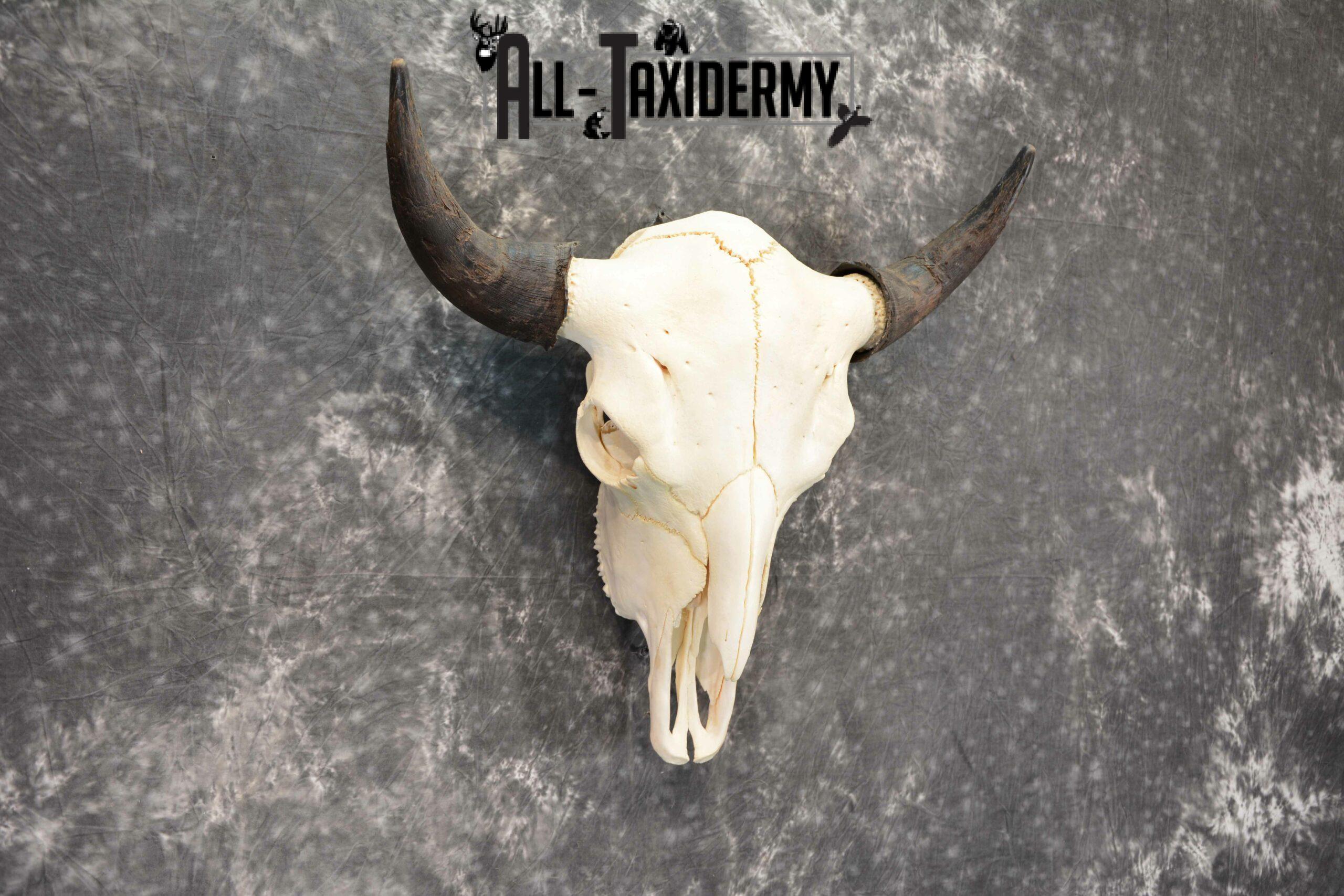 Bison Taxidermy skull with horns for sale SKU 1056 - Image 3