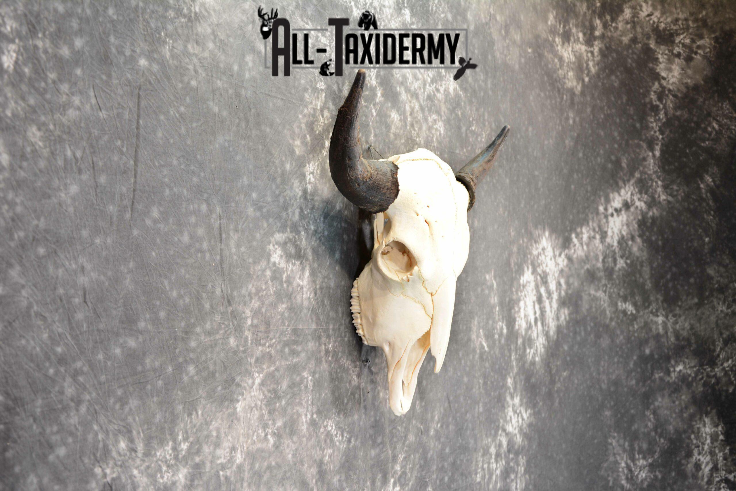 Bison Taxidermy skull with horns for sale SKU 1056 - Image 4