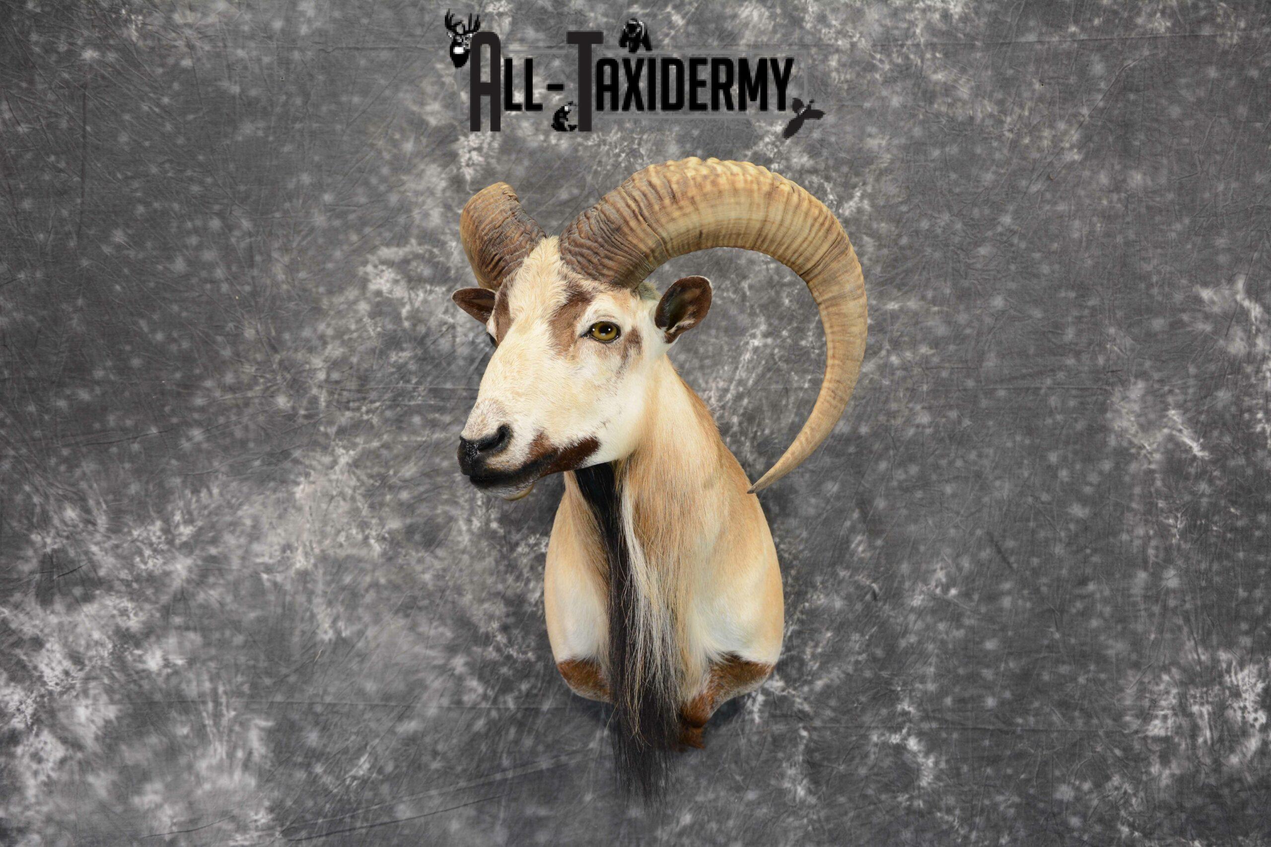 Mouflon Ram Taxidermy mount SKU 1057 - Image 3