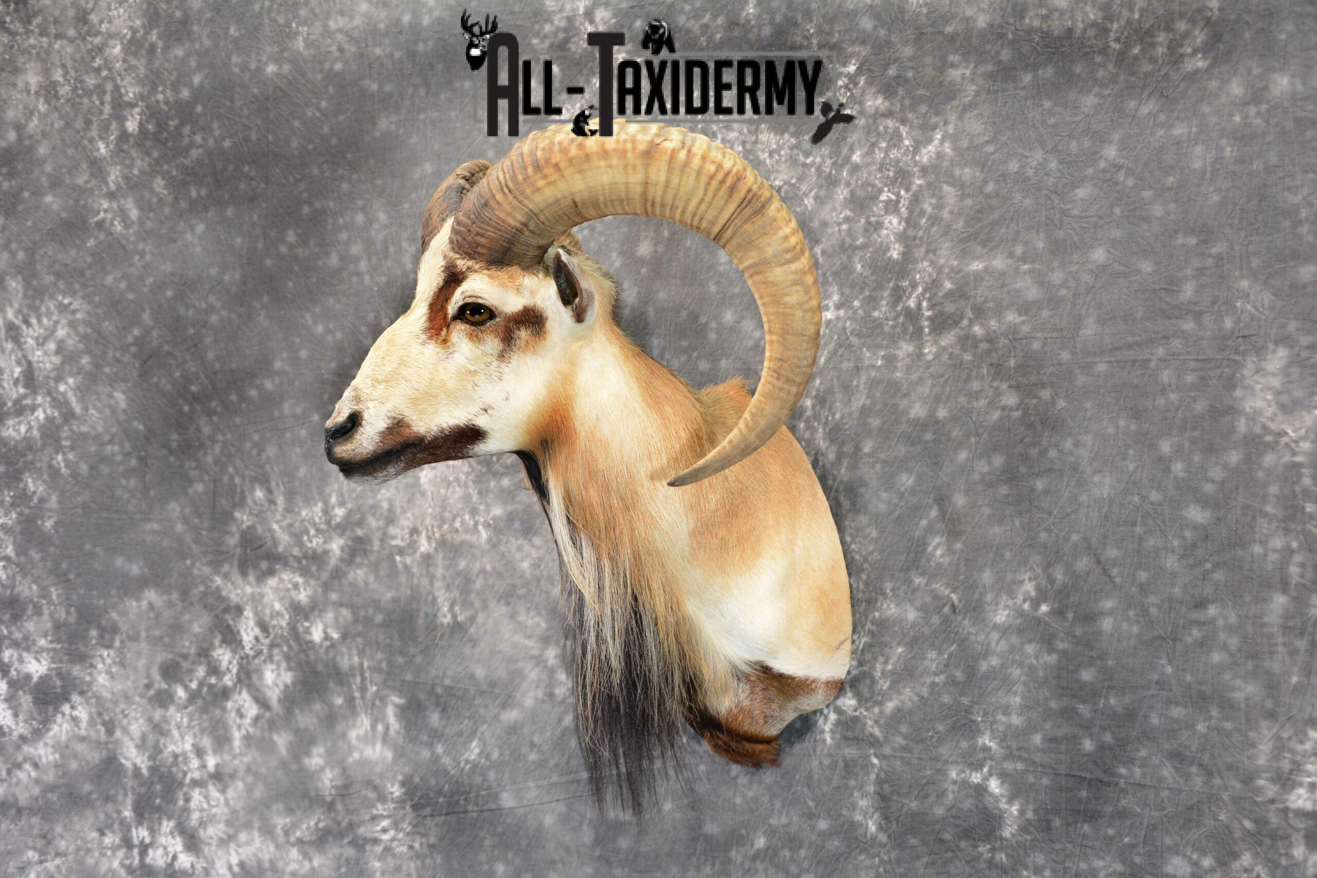 Mouflon Ram Taxidermy mount SKU 1057 - Image 5