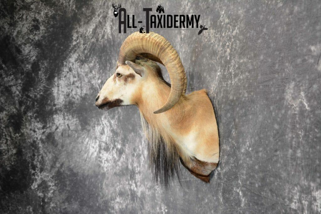 Mouflon Ram Taxidermy mount SKU 1057 - All Taxidermy