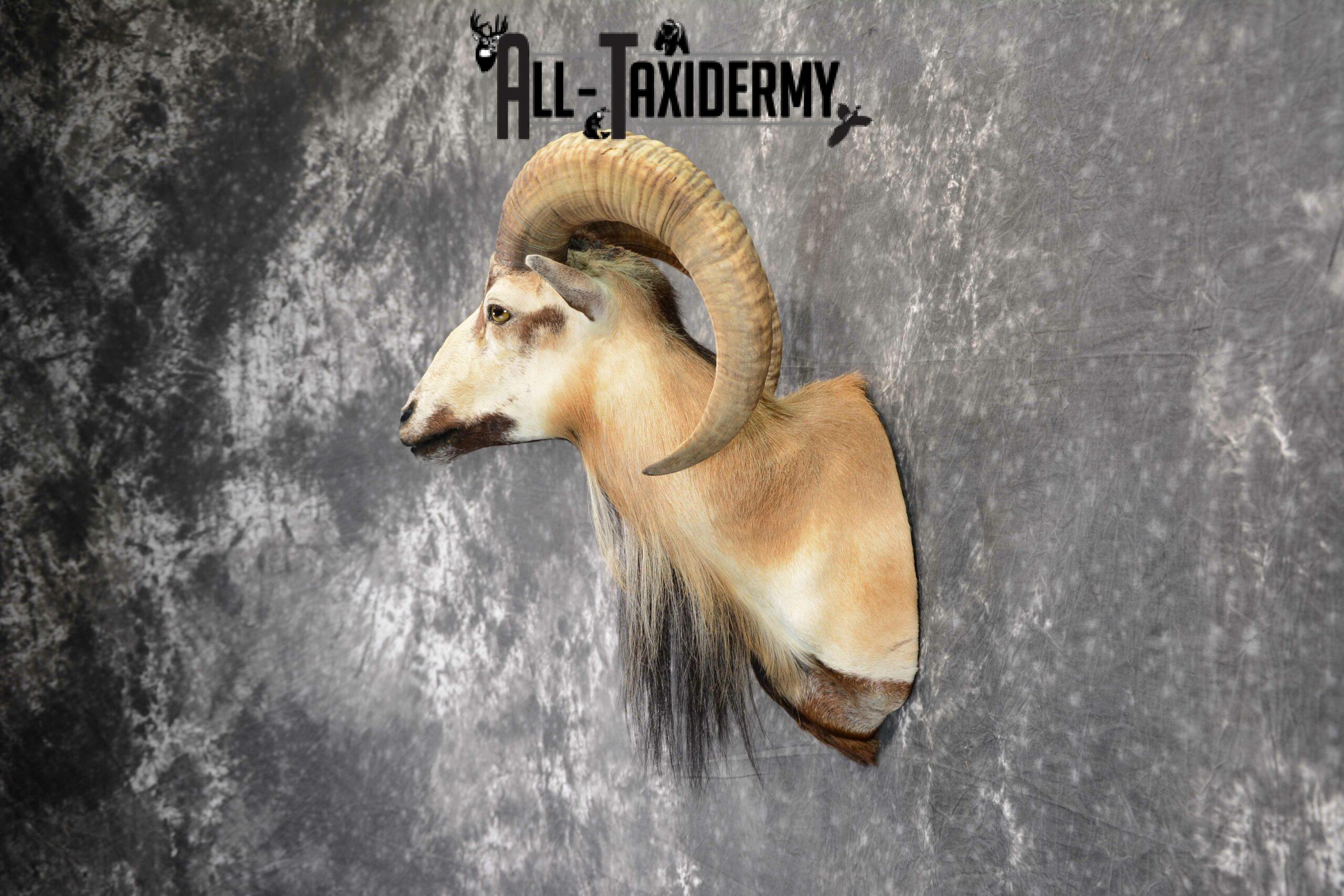 Mouflon Ram Taxidermy mount SKU 1057 - Image 4