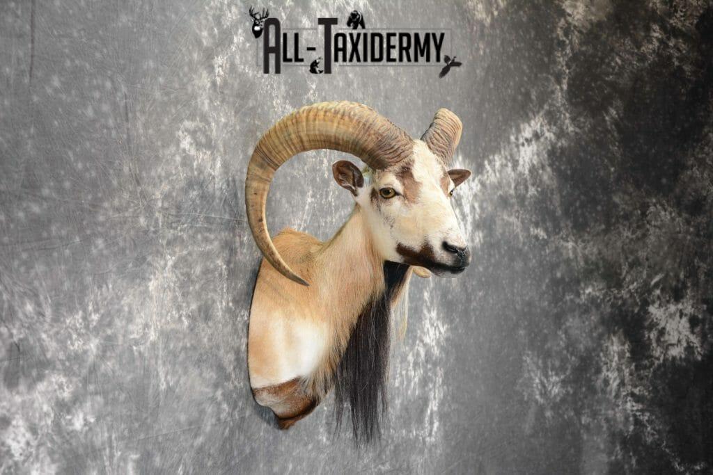 Mouflon Ram Taxidermy mount SKU 1057 - All Taxidermy