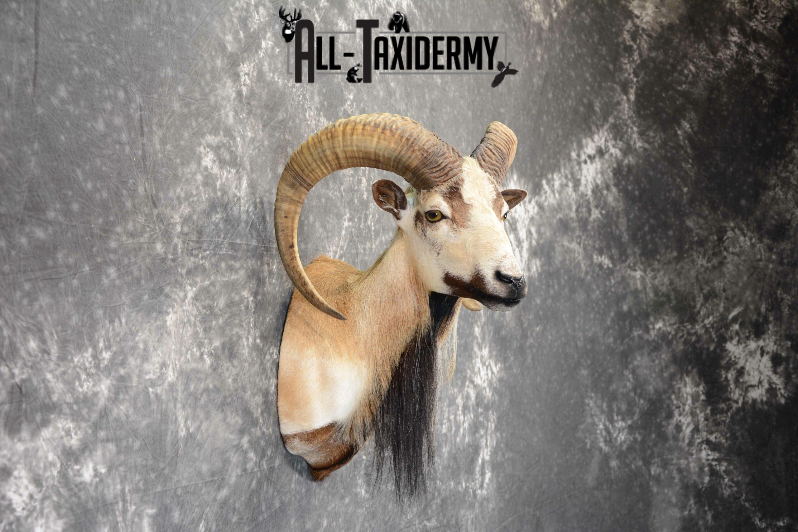 Mouflon Ram Taxidermy mount SKU 1057 - Image 2