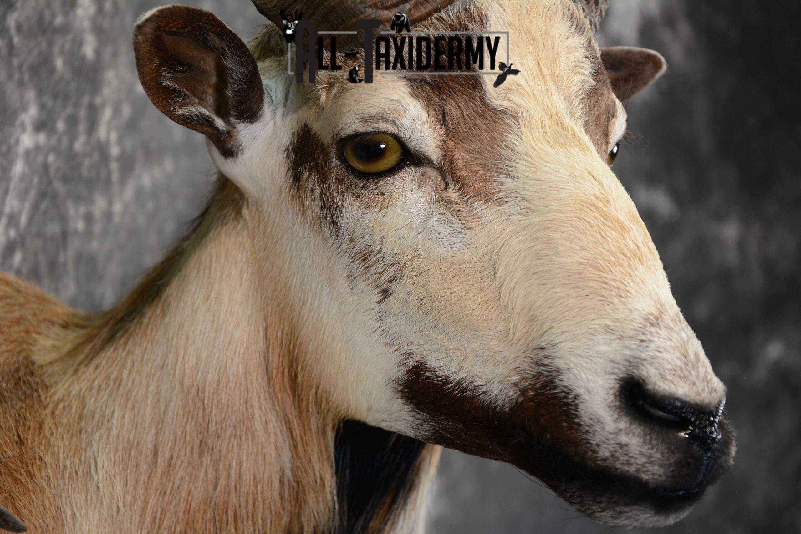 Mouflon Ram Taxidermy mount SKU 1057 - Image 6