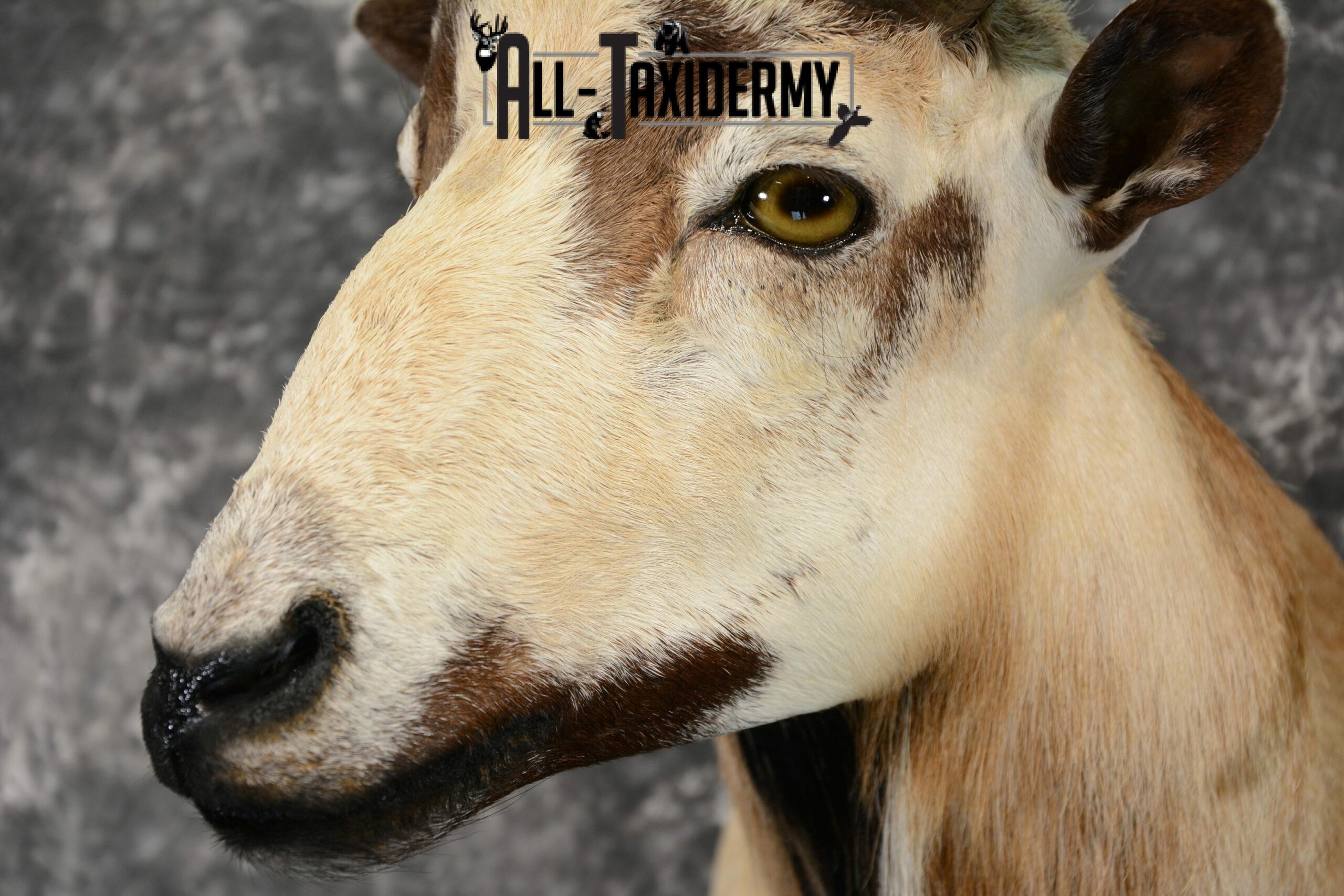 Mouflon Ram Taxidermy mount SKU 1057 - Image 7