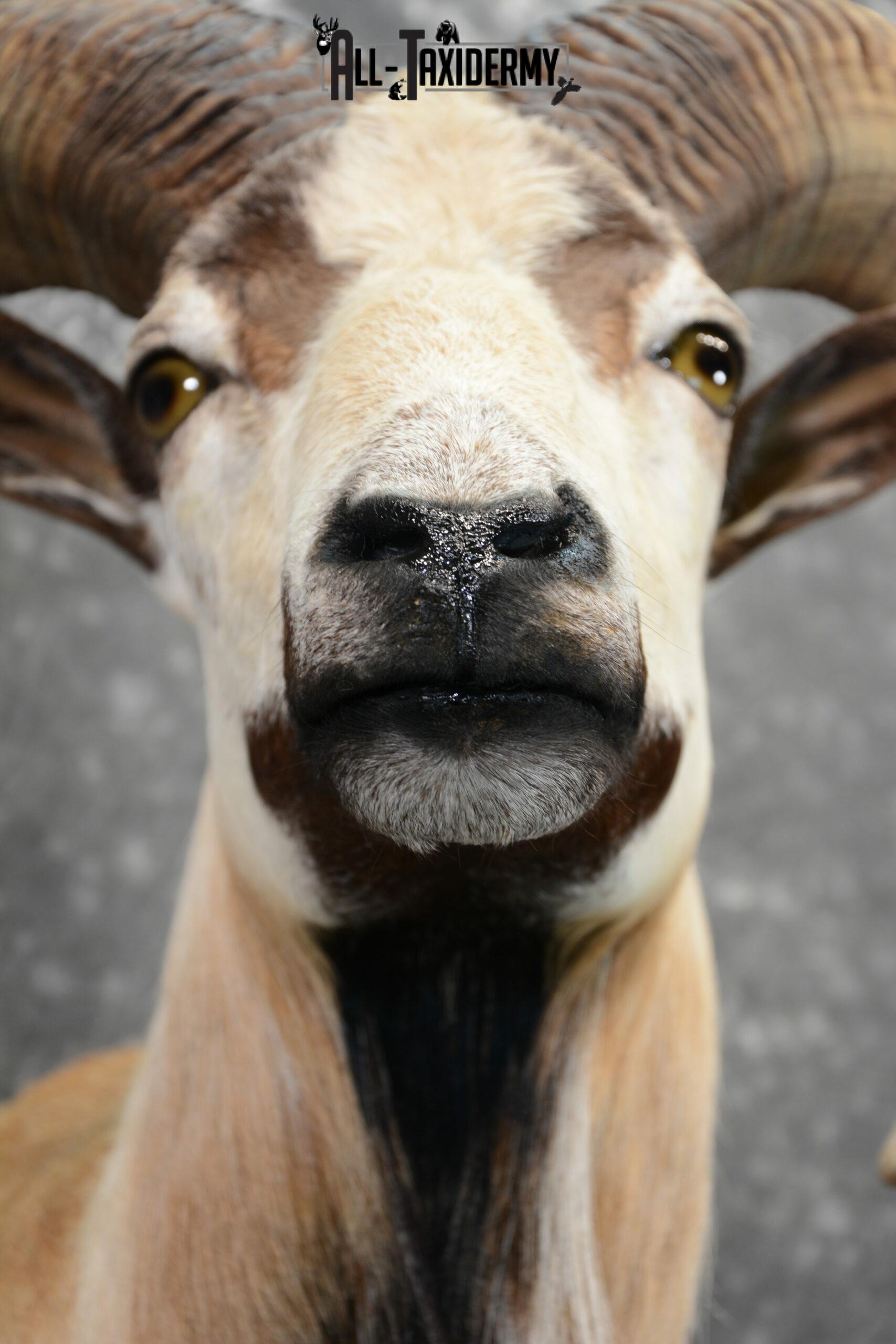 Mouflon Ram Taxidermy mount SKU 1057 - Image 8