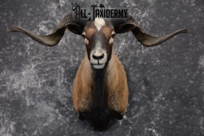 Corsican Taxidermy mount for Sale SKU 1058