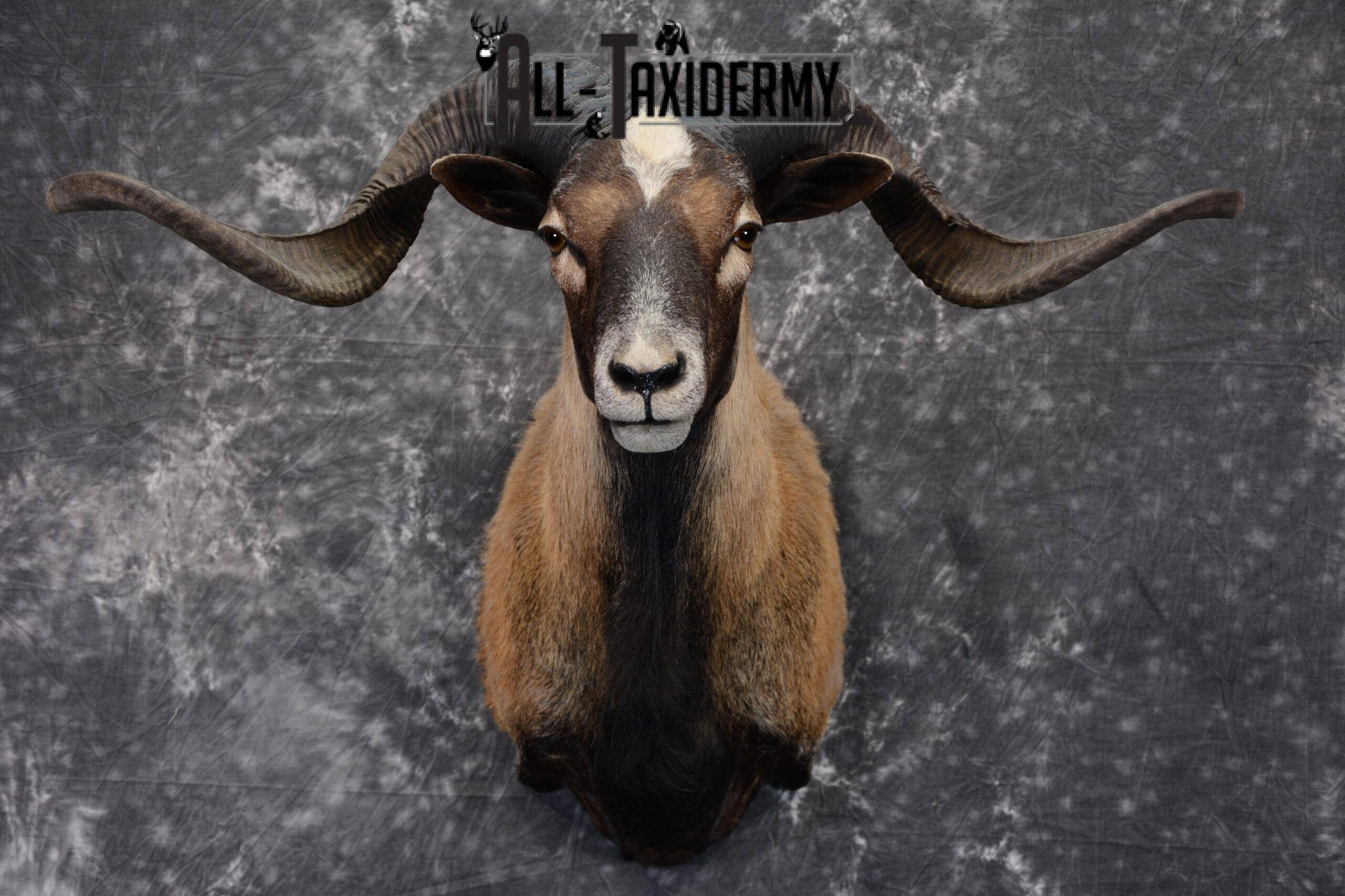 Corsican Taxidermy mount for Sale SKU 1058