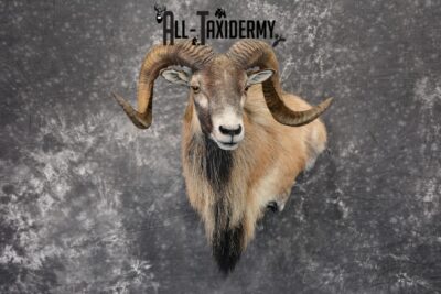 Corsican Ram Taxidermy mount for Sale SKU 1059