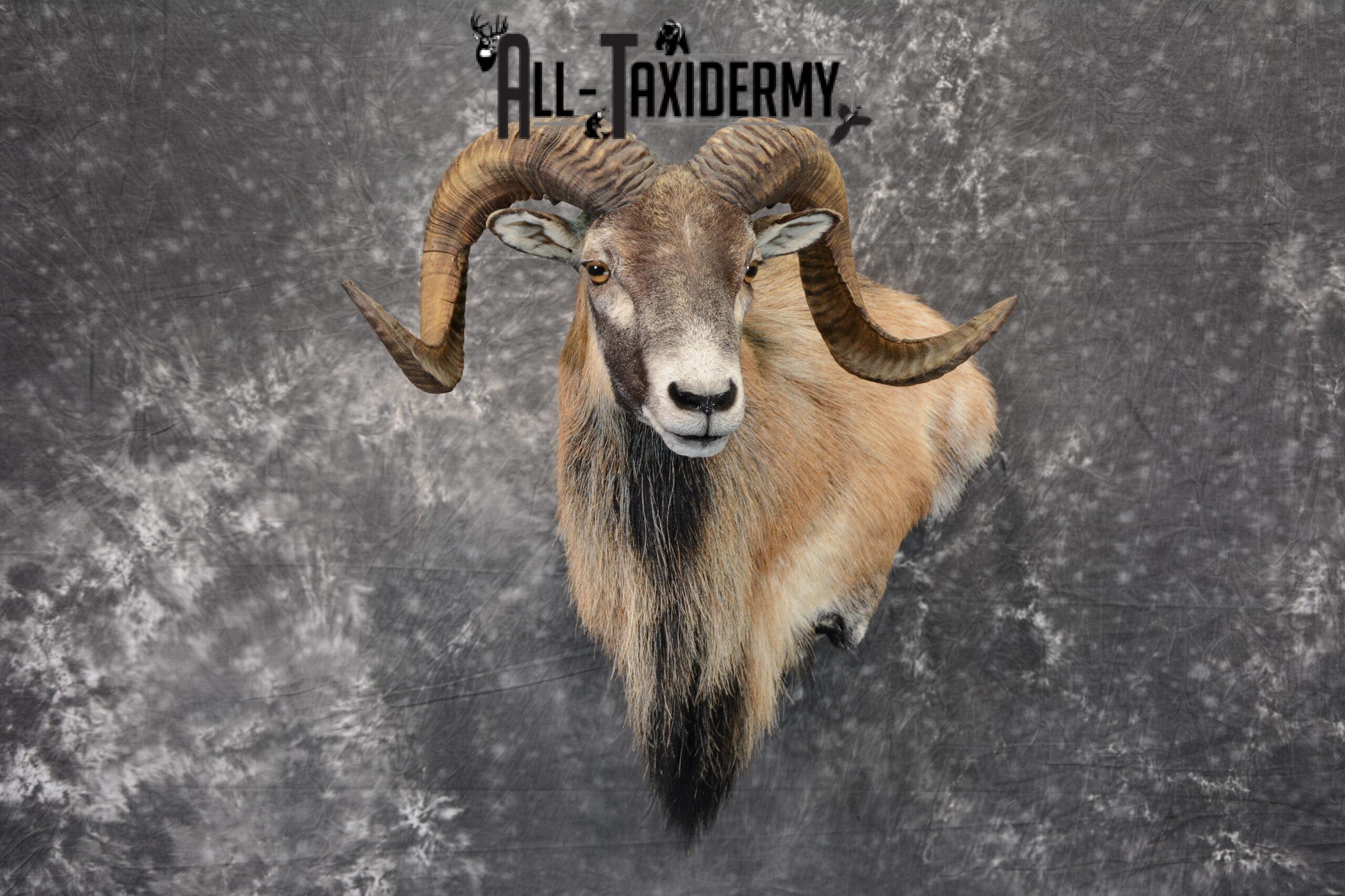 Corsican Ram Taxidermy mount for Sale SKU 1059