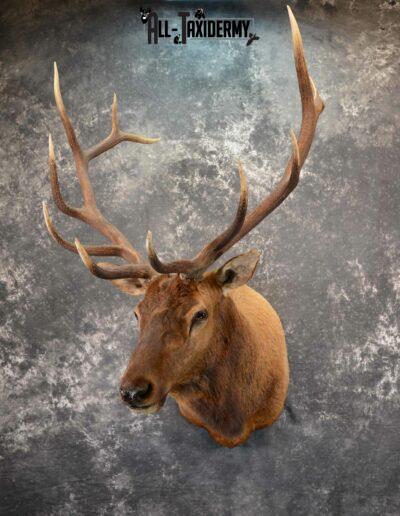 Elk Taxidermy mount for Sale SKU 1060