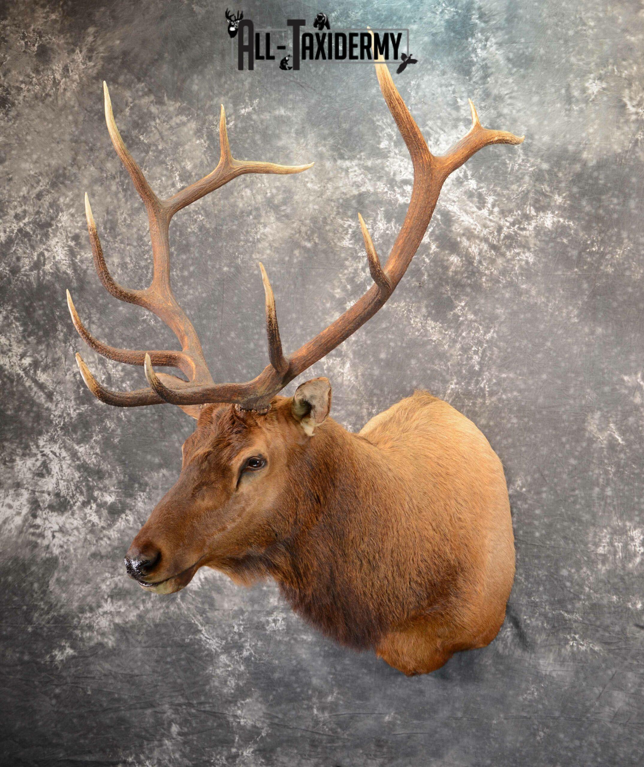 Elk Taxidermy mount for Sale SKU 1060 All Taxidermy
