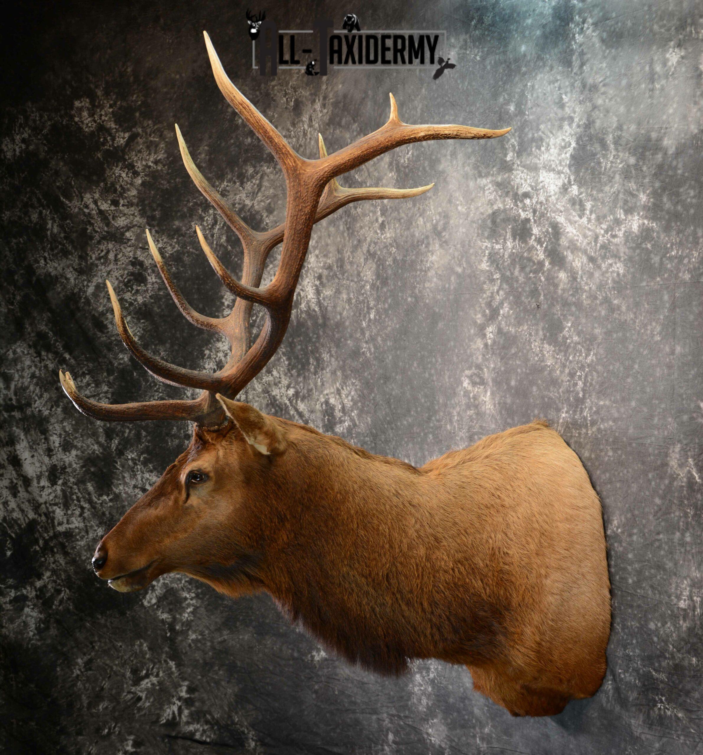 Elk Taxidermy mount for Sale SKU 1060 - Image 3