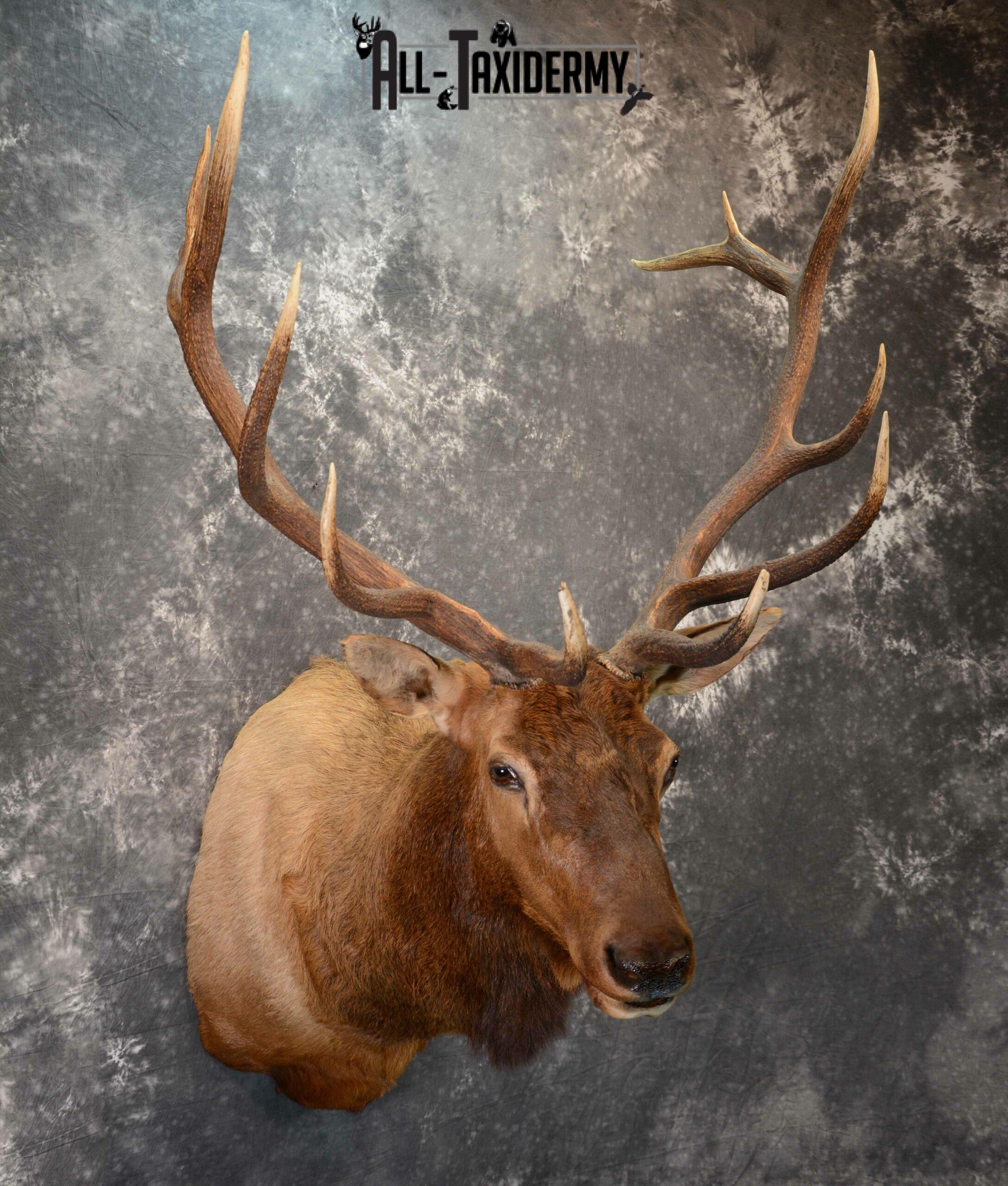 Elk Taxidermy mount for Sale SKU 1060 - Image 4