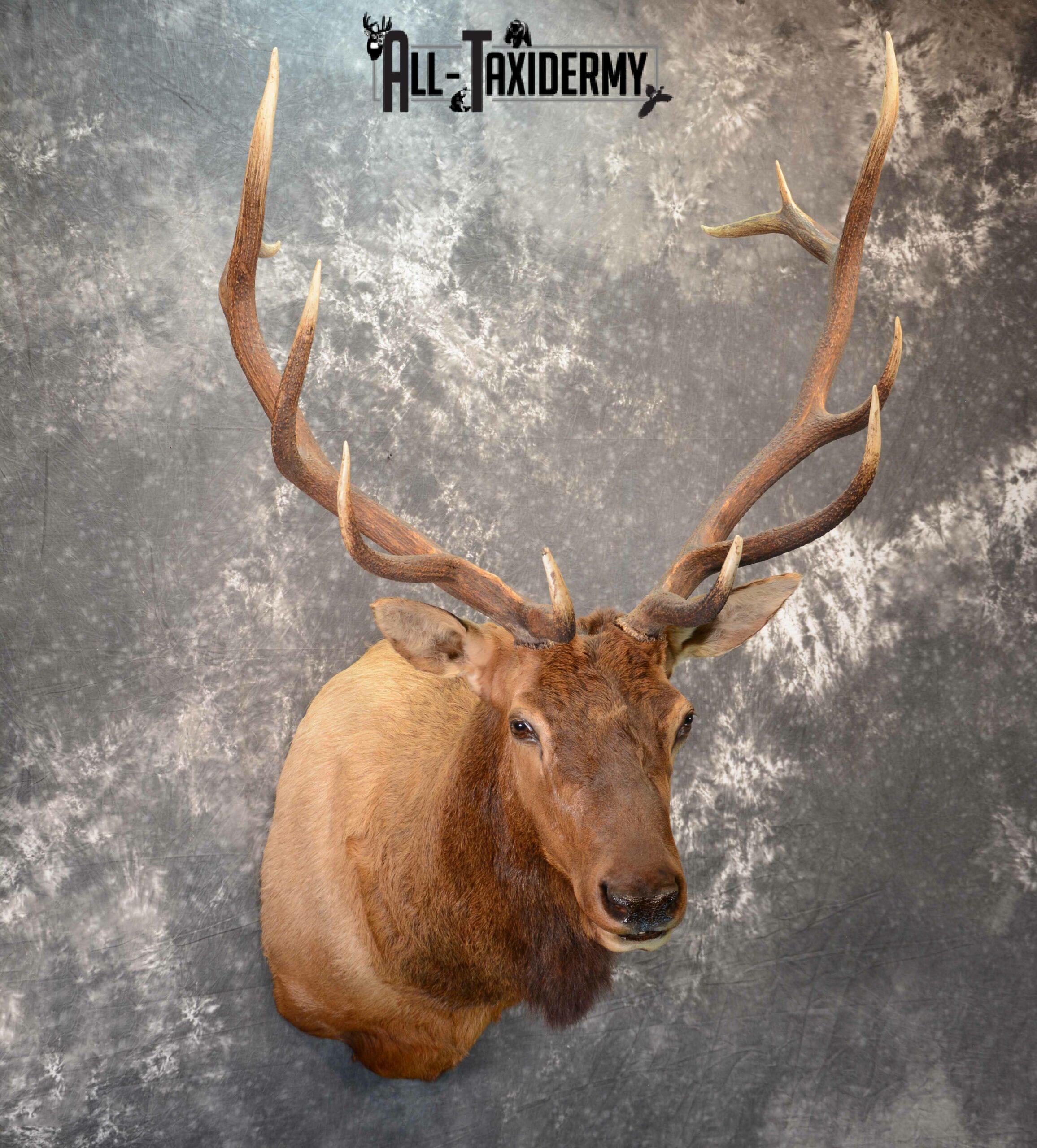 Elk Taxidermy mount for Sale SKU 1060 - Image 5