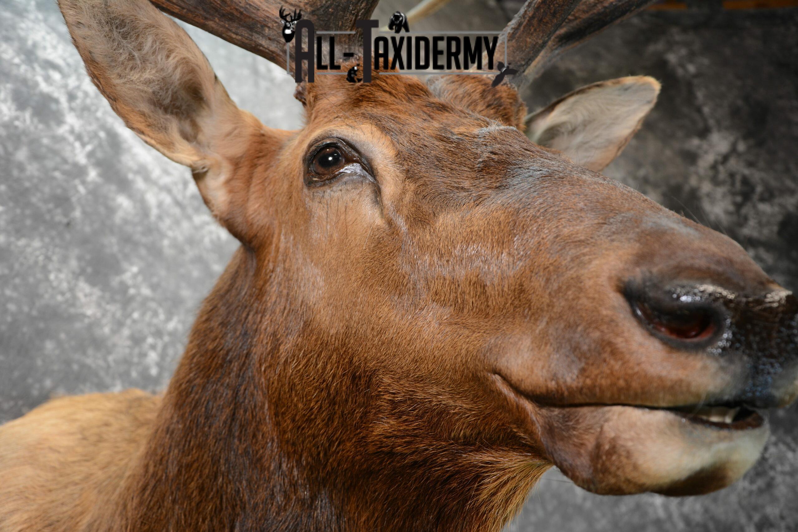 Elk Taxidermy mount for Sale SKU 1060 - Image 7