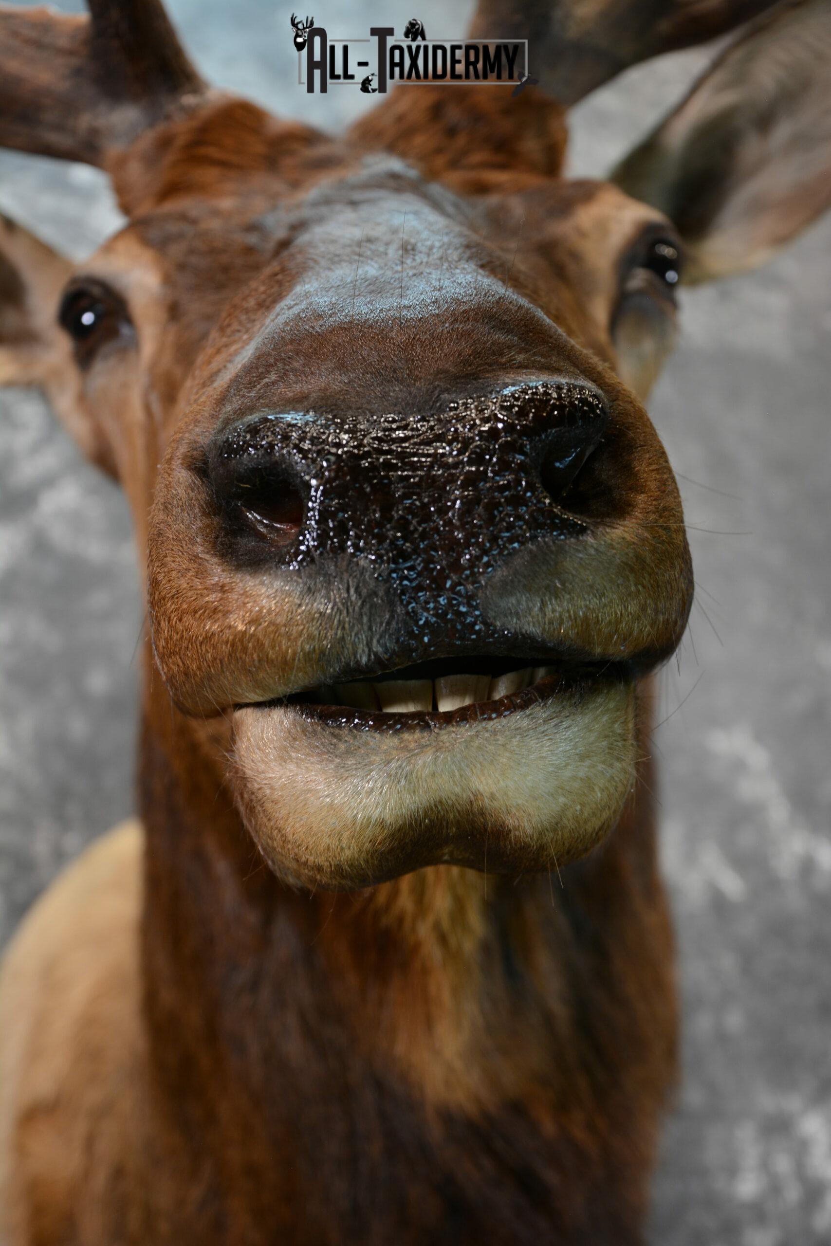 Elk Taxidermy mount for Sale SKU 1060 - Image 8