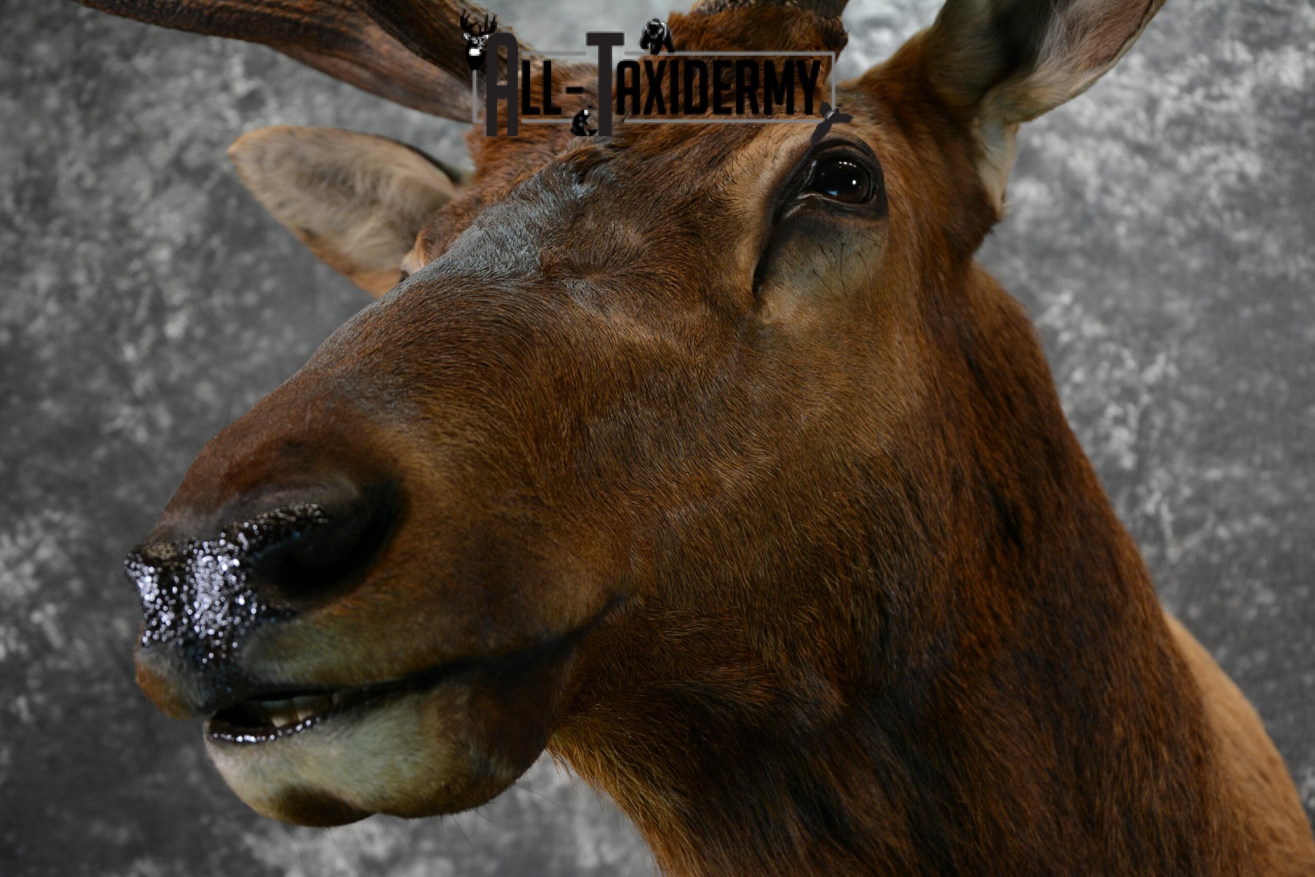 Elk Taxidermy mount for Sale SKU 1060 - Image 9