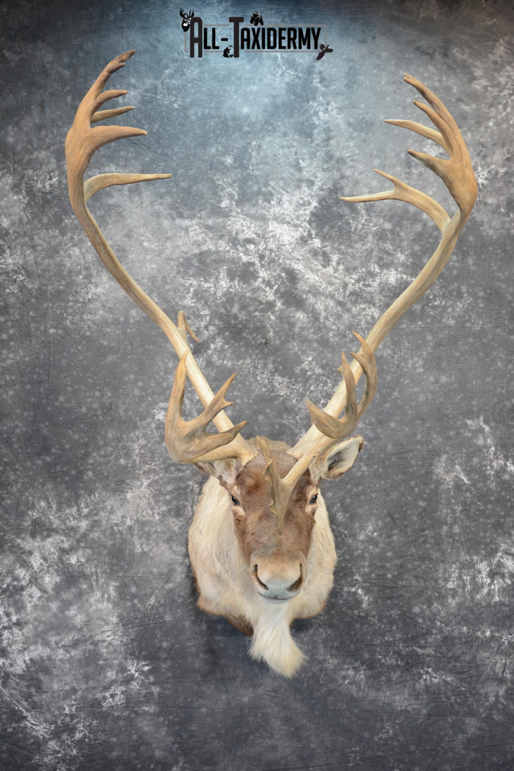 Barren-Ground Caribou Taxidermy for sale SKU 1061 - Image 2