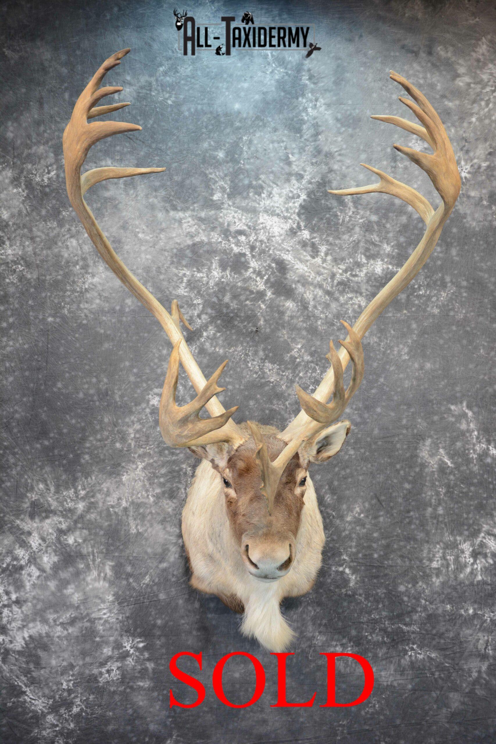 Barren-Ground Caribou Taxidermy for sale SKU 1061
